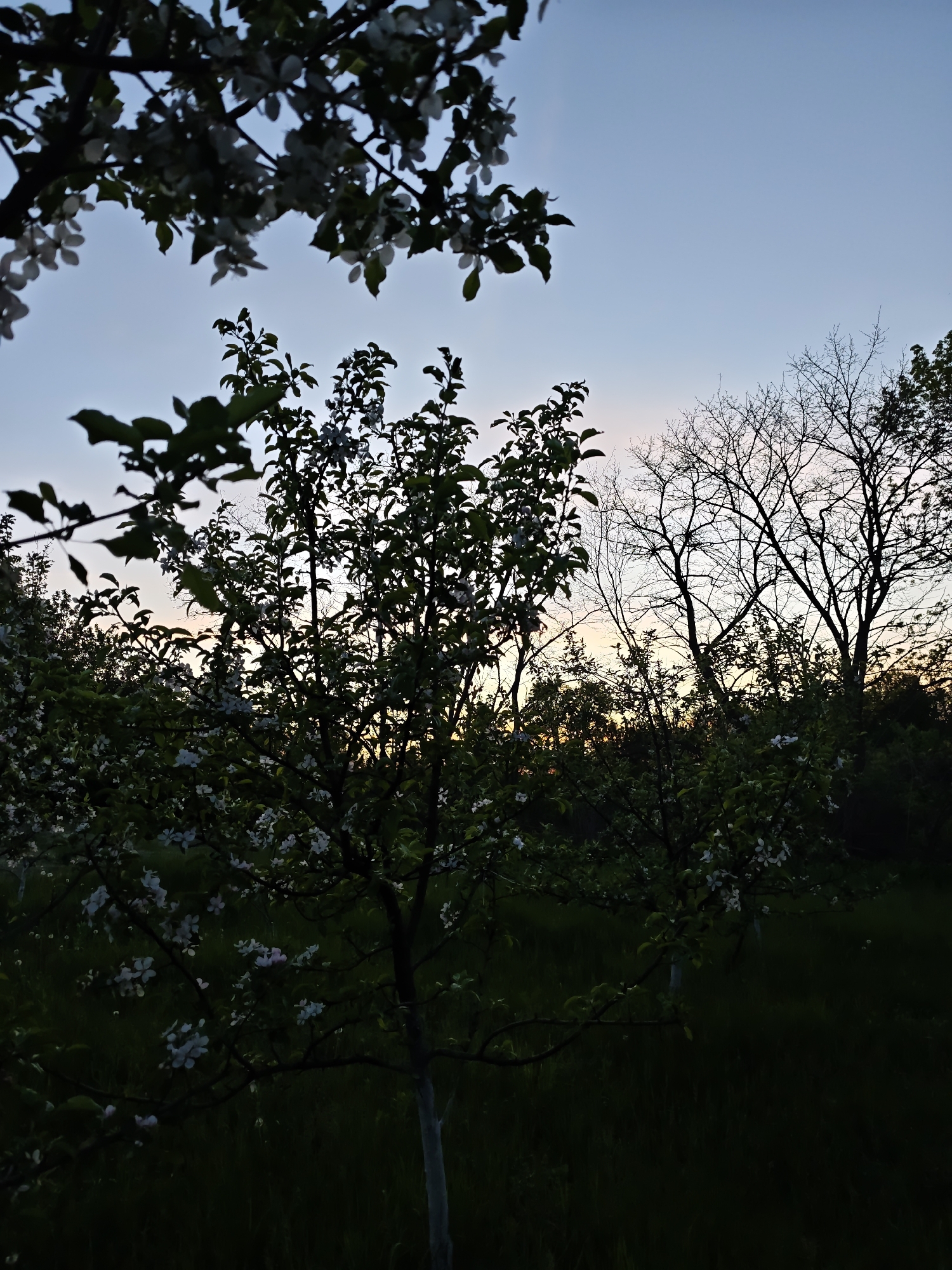 The image depicts an orchard at dusk in Parkhomivka, Ukraine. The scene is composed primarily of blossoming trees, some with white flowers visible against the dim light, and others silhouetted against the sky. A few bare trees are also visible in the background. The sky is a mix of pale blue and faint orange hues, indicative of sunset. The foreground is dark, suggesting dense vegetation or a grassy area. There are no people visible in the frame.