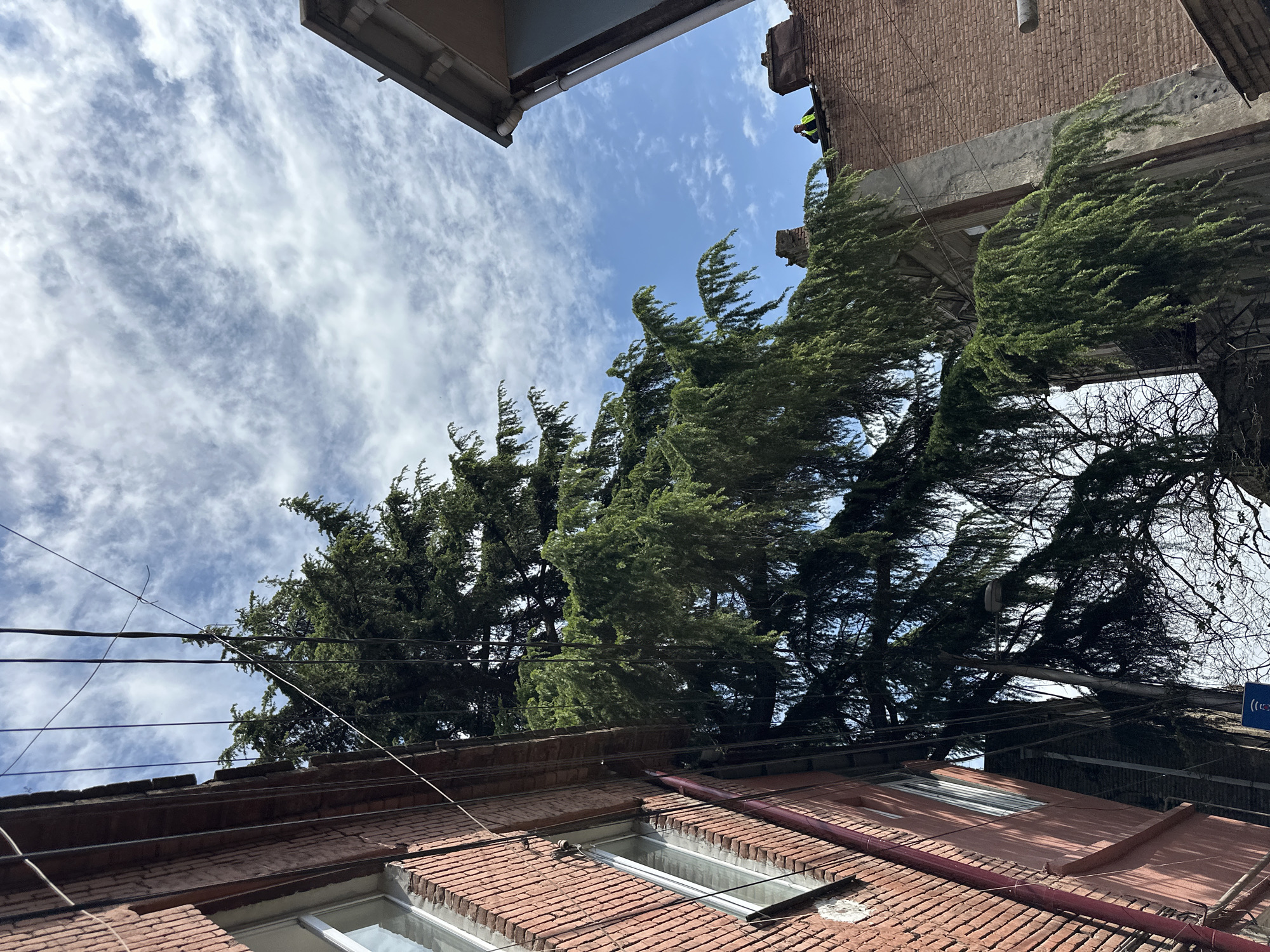 This upward-looking photograph captures a dynamic urban scene from a low vantage point, featuring a partially cloudy sky, tall evergreen trees, and surrounding buildings. The perspective is tilted, adding to the sense of height and depth.
The sky, occupying the upper and central parts of the frame, is a clear blue with scattered white, wispy clouds that appear to be streaking across, suggesting wind. Below the sky, a dense canopy of dark green, tall coniferous trees, possibly cypresses or pines, dominates the middle ground. Their foliage is noticeably swept to one side, indicative of a windy day.
Parts of several buildings frame the scene. At the bottom and extending up the left, a brick-faced building with a reddish-brown tiled roof and a white-framed window is visible. Utility lines and cables crisscross the lower portion of the sky, running over the rooftops. On the far left, the light-colored eaves and a gutter of another building are partially visible. A notable detail on the upper right side is a section of a brick building where a person wearing a bright yellow high-visibility vest can be seen, suggesting construction, renovation, or maintenance work is underway.
The image conveys a bright, daytime atmosphere, likely a morning or afternoon, characterized by the clear sky and sunlight. The architectural style, with its brickwork and visible utility lines, points to an older urban environment, consistent with the provided location context of Tbilisi, Georgia. No discernible text is visible within the image.