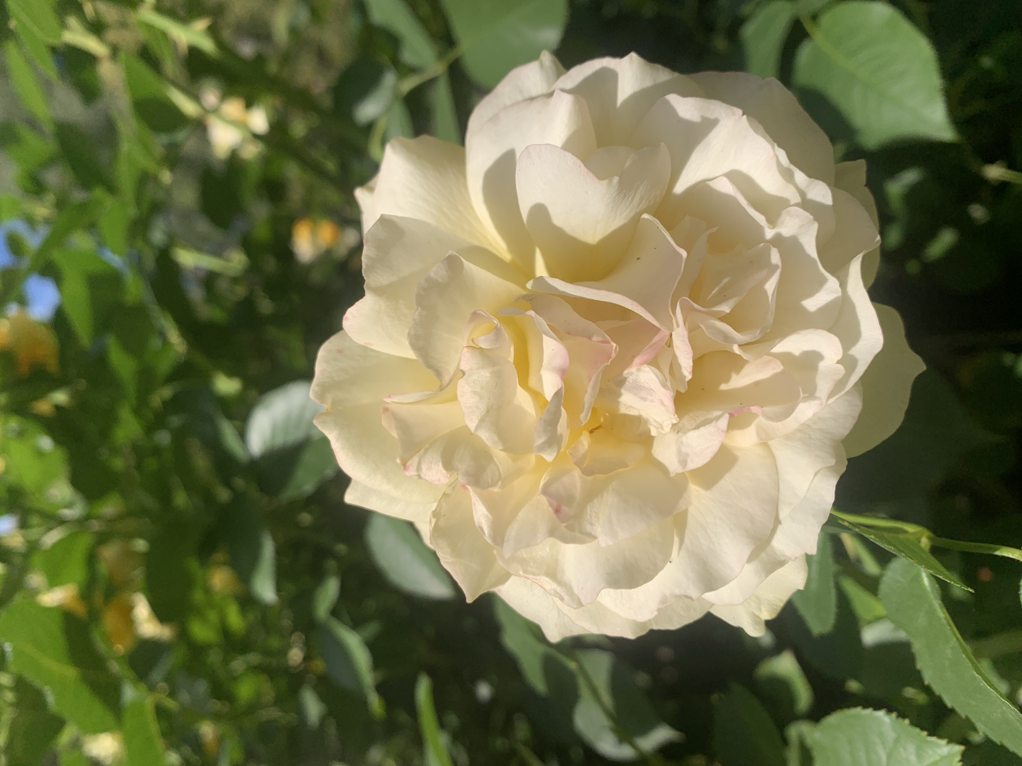 A close-up, eye-level shot captures a pale yellow rose in full bloom, its delicate petals unfurling in soft curves. Hints of pink blush the edges of some petals, adding a subtle contrast. The rose is set against a backdrop of lush, green foliage, with blurred yellow flowers visible in the distance, suggesting a garden setting. The lighting indicates a sunny day, casting gentle shadows on the rose petals and highlighting their texture. The scene appears to be outdoors, possibly in a park or private garden. There are no people or animals present in the image. The image does not provide any specific information about its location within Lviv, Ukraine.