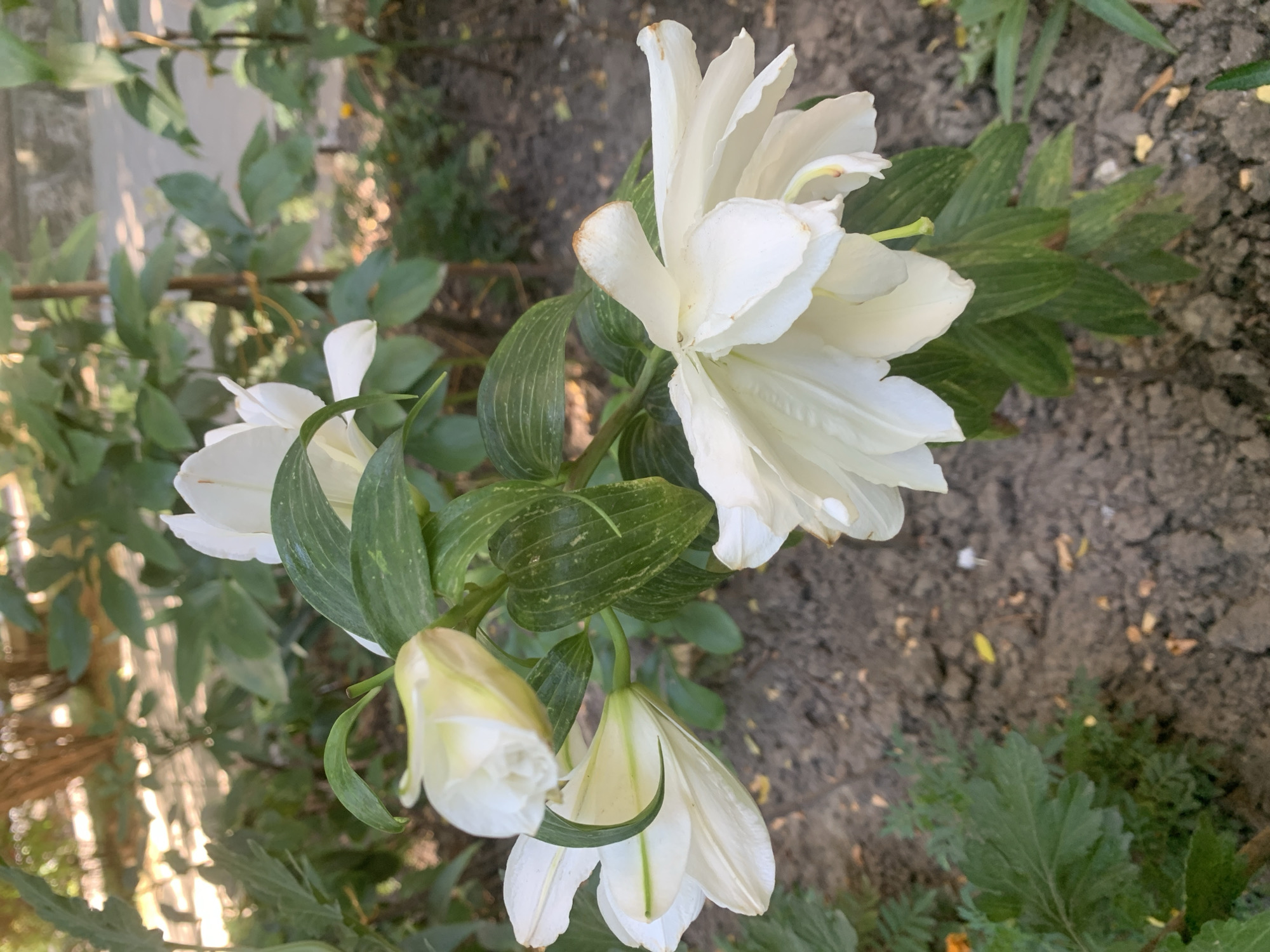 The image depicts a cluster of white lilies in bloom, positioned in a garden setting. The lilies are the primary subjects, with several open blossoms and one unopened bud visible. The petals of the open flowers are broad and trumpet-shaped, with some showing slight browning at the tips. The foliage is a deep green, with visible veins on the leaves. The background consists of soil, fallen leaves, and other greenery, suggesting an outdoor environment. The lighting suggests it is daytime, with some dappled sunlight filtering through. There are no people or animals present in the image. The scene does not provide any specific visual cues that can be used to definitively pinpoint its location within the city of Lviv, Ukraine.