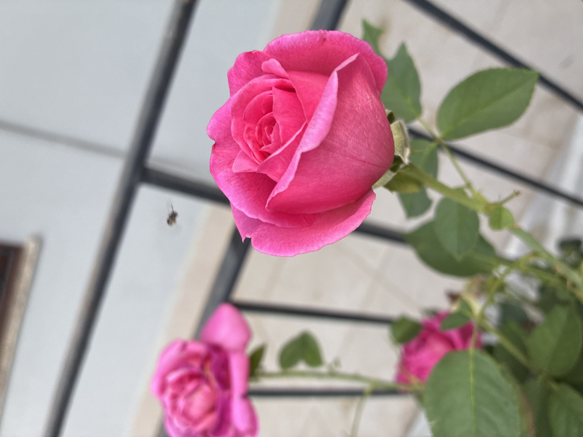 A close-up, vertical, eye-level shot shows a vibrant pink rose in the foreground, its petals unfurling in a spiral. Behind it, another pink rose is visible, slightly out of focus. A small, dark insect, possibly a bee, flies between the two roses. The roses are attached to green stems with leaves, and a black metal railing runs diagonally across the background. The environment suggests an outdoor setting, likely a balcony or garden, with a pale, textured wall in the distant background. The overall lighting is soft and natural. The image does not contain any identifiable elements indicating a specific location in Alanya, Turkey.
