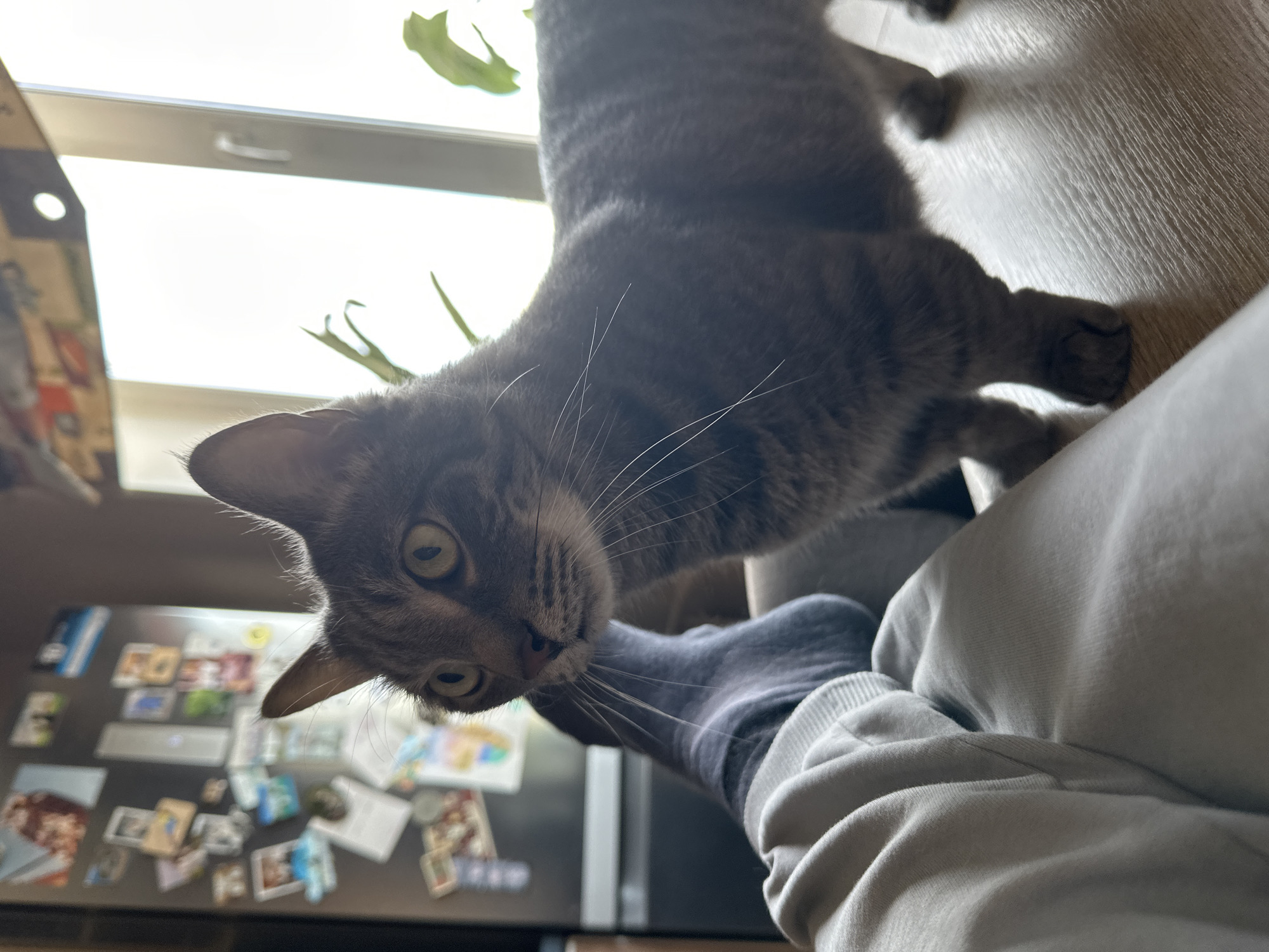 A candid, low-angle photograph captures a curious tabby cat interacting with a human in what appears to be an indoor setting in Krasnoyarsk, Russia. The cat, with gray and brown striped fur, bright yellow-green eyes, and prominent white whiskers, is positioned very close to the camera. It tilts its head down and to the left, looking directly at the viewer with an alert and inquisitive expression. Its face occupies a significant portion of the foreground.
Part of a human's leg or foot, clad in a dark gray sock and light gray sweatpants, is visible on the right side of the frame, with the cat's whiskers almost touching the sock. The low perspective suggests the human might be seated or lying down.
In the brightly lit background, a large window is visible, indicating it is daytime with ample natural light, likely on a clear day. Parts of a green houseplant are visible near the window. To the far left and below, a refrigerator covered with numerous small magnets, photos, and papers can be seen, though specific details or text on these items are not discernible due to distance and blur. The overall scene suggests a relaxed, domestic environment.