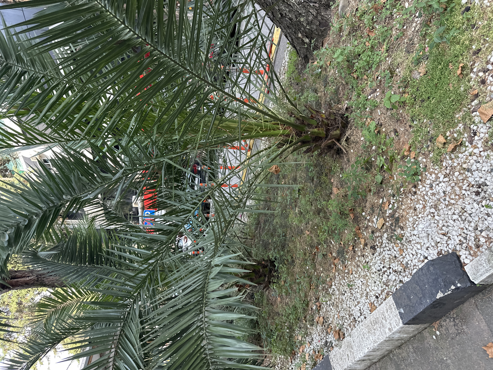The image shows a patch of ground with gravel, dry leaves, and sparse green vegetation, bordered by a sidewalk with a concrete curb painted black and white. Two young palm trees are visible, their fronds extending into the foreground, obscuring parts of the background. Behind the palm trees, a street is visible with traffic cones, a tree trunk, and buildings in the distance. The scene appears to be an urban outdoor setting, possibly a park or a street landscaping area in Sochi, Russia, given the presence of palm trees and the architectural style of the background buildings. No people are visible in the image.