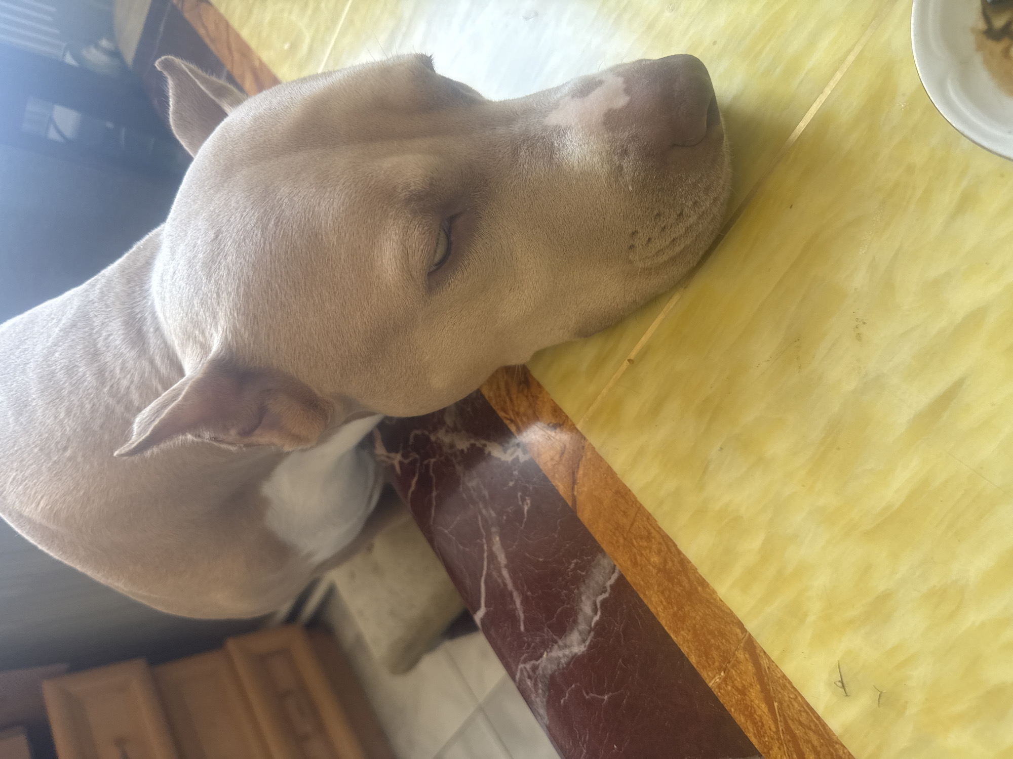 A light brown pit bull is resting its head on a table. The dog's eyes are closed, and its nose is resting on the yellow surface of the table. The table has a decorative edge with a marbled brown and white pattern. In the background, there are wooden drawers and a blurred view of what appears to be a room. A small white bowl is partially visible in the lower right corner of the image. The scene takes place indoors, likely in a domestic setting in Metsamor, Armenia.