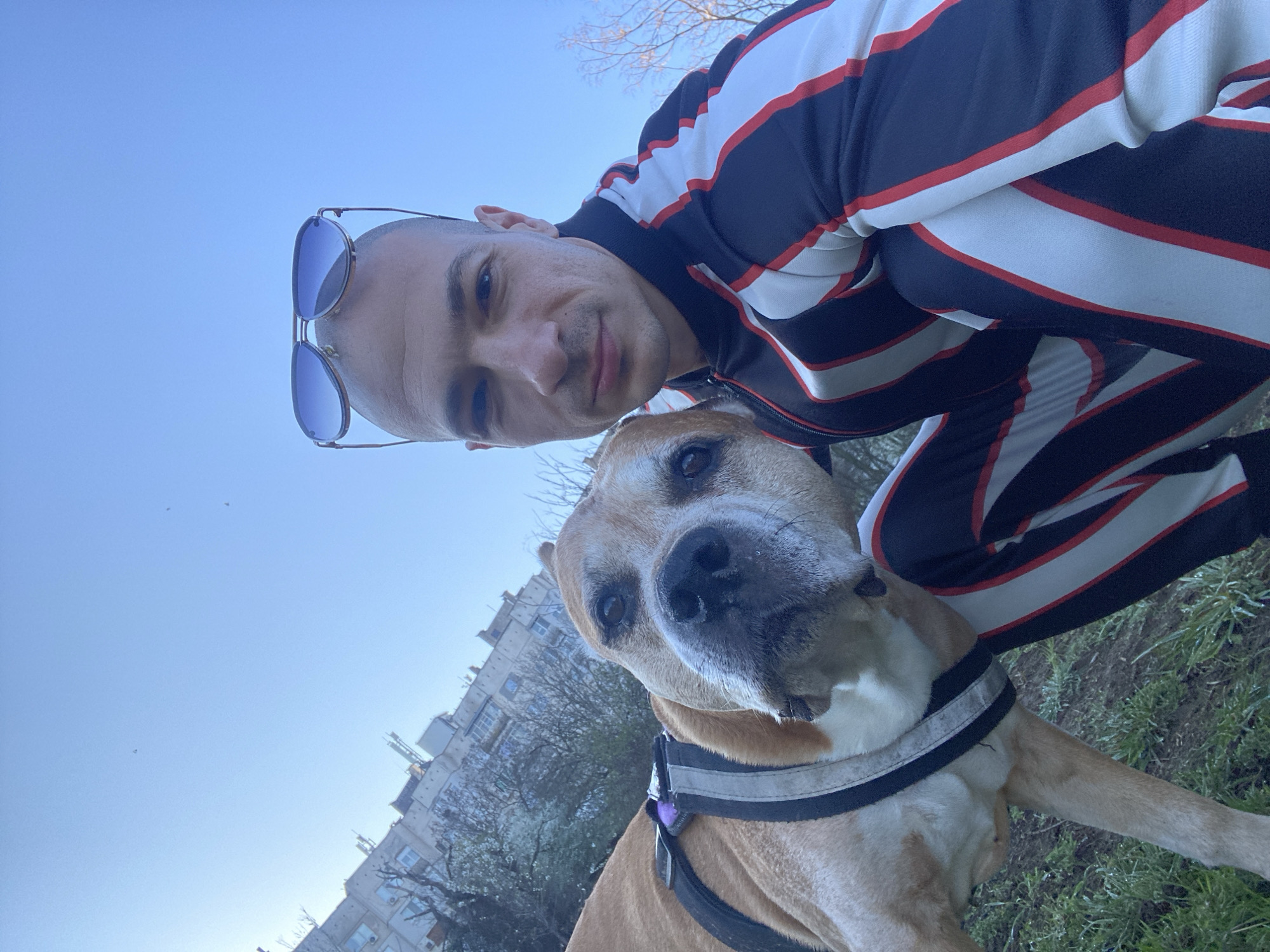 A man and a dog are captured in a close-up selfie-style photograph. The man, wearing sunglasses perched on his head and a striped tracksuit, is positioned at the top of the frame, looking down at the camera. The dog, a tan-colored breed with a dark muzzle, is directly below him, wearing a harness. In the background, a clear, light blue sky transitions downwards to reveal a building, likely residential, adorned with satellite dishes, and a tree in early bloom. The ground appears to be a grassy area, indicative of a park or green space. Based on the buildings and light quality, the location is likely in an urban area, with the city of Pleven, Bulgaria, as stated in the prompt. The interaction suggests a casual, candid moment between the man and his pet, likely taken during an outdoor excursion.