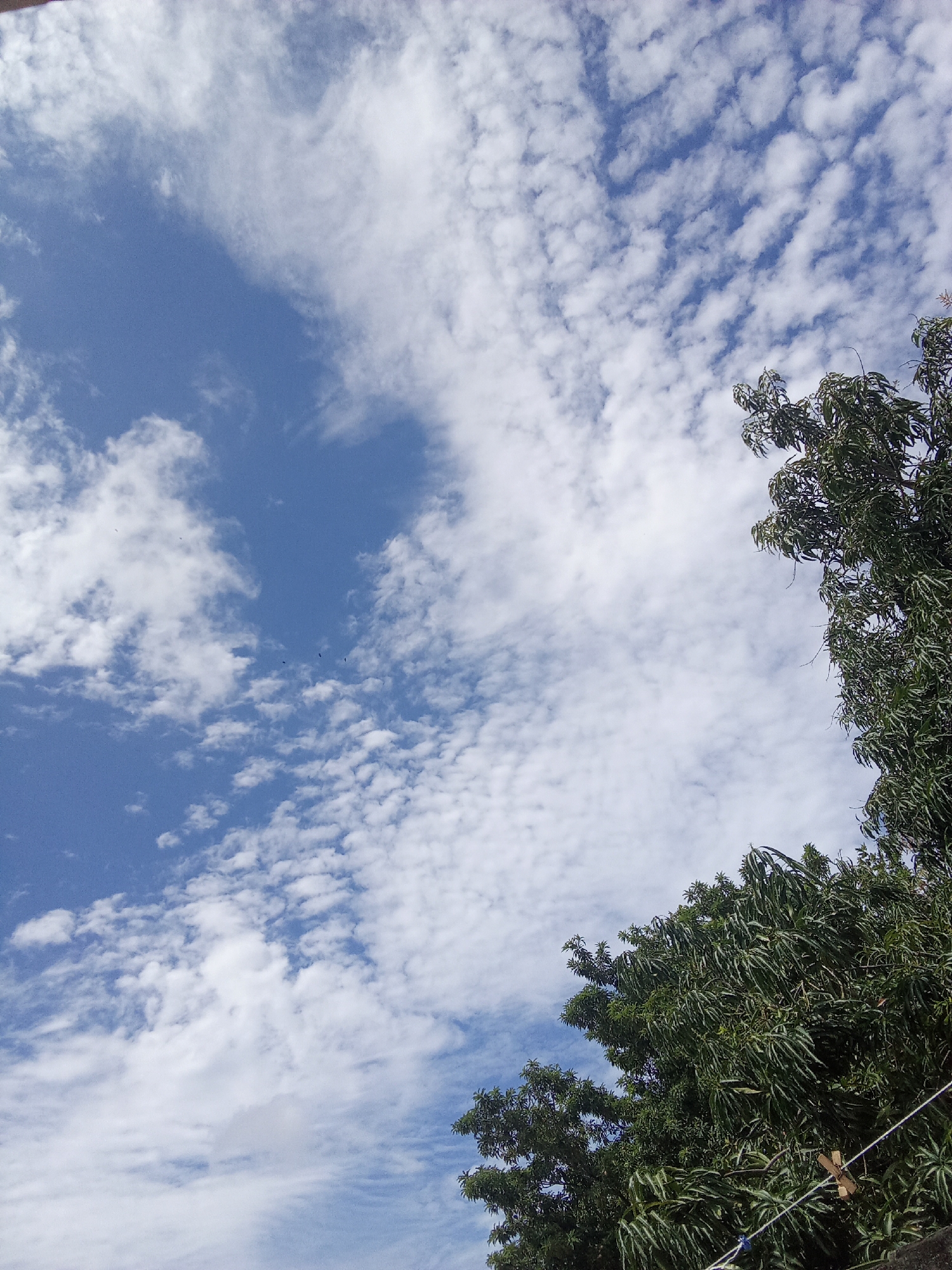 The image is taken from a low angle, looking up at a blue sky with scattered clouds. A tree with green leaves is visible on the right side of the frame. The location is Juan Griego, Venezuela. No people or specific actions are discernible.