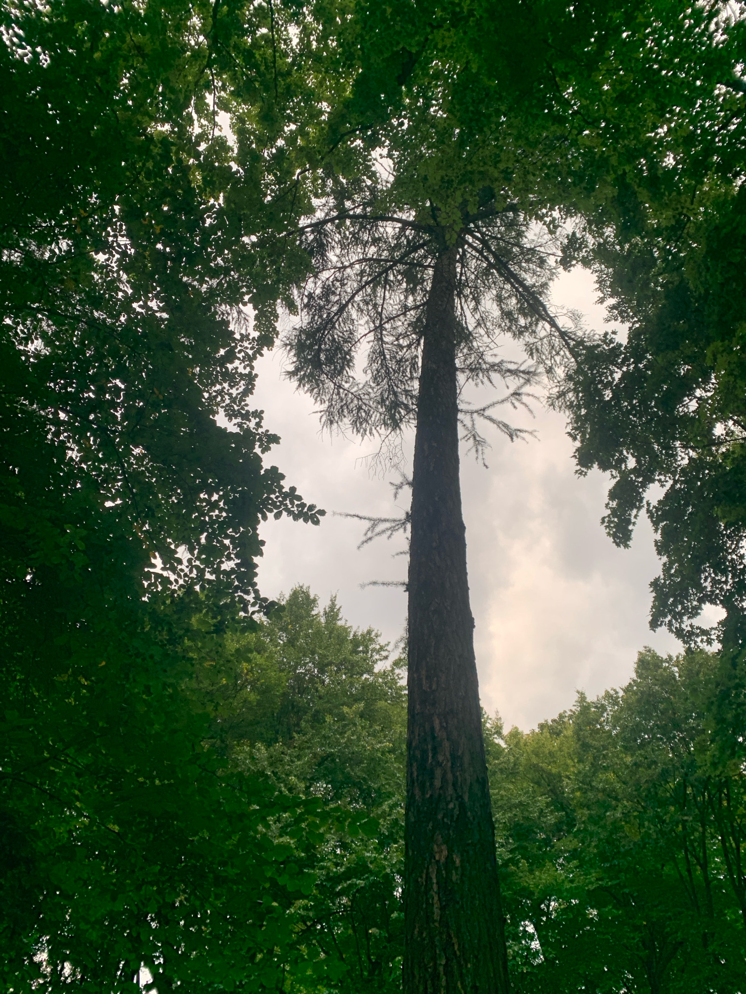 The image captures a low-angle view looking upwards through a dense forest canopy in Lviv, Ukraine. A tall, slender tree with a rough, textured bark stands prominently in the center, its branches reaching upwards towards a cloudy sky. The surrounding trees are lush and green, their leaves forming a dense frame around the central tree and the sky. The light filtering through the leaves suggests an overcast day. There are no people or any signs of human activity visible in the scene. The overall impression is one of natural beauty and tranquility within a forest environment.