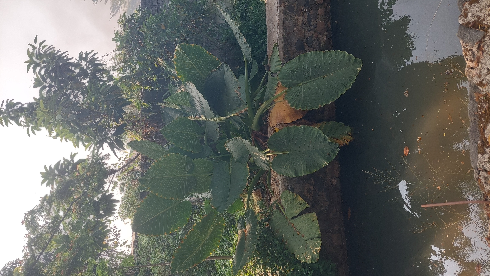 In Gunung Putri, Indonesia, this image captures a lush natural scene beside a water channel. The foreground is dominated by a large, leafy plant with broad, deep green leaves, its base partially submerged in the dark water. The plant grows against a stone retaining wall, behind which a dense collection of various green foliage and trees can be seen, reaching towards a hazy sky. The water reflects the surrounding greenery and the overcast sky, with a few fallen leaves floating on its surface. The scene appears serene and natural, untouched by immediate human activity.