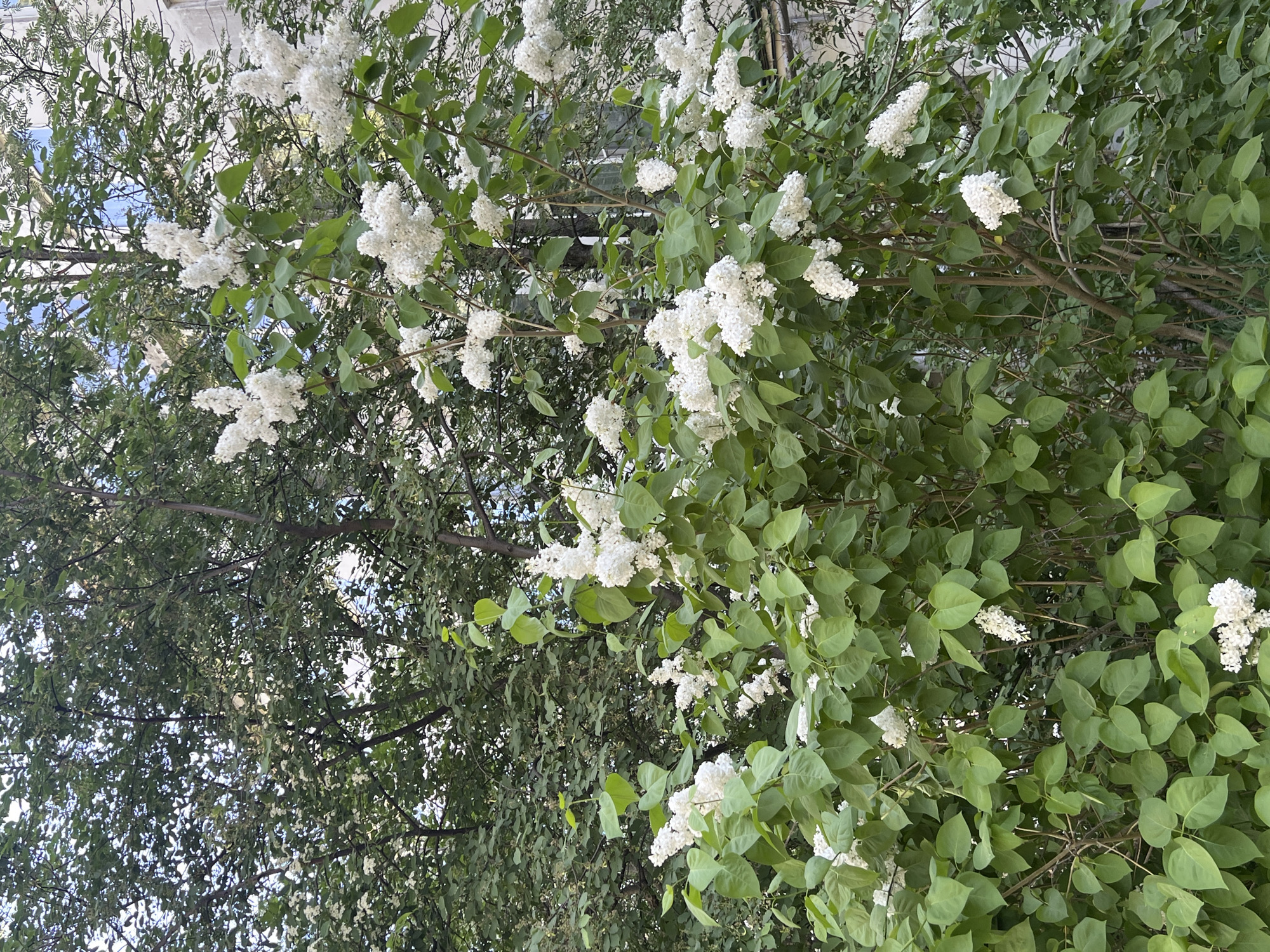 The image shows a lilac bush in bloom. The bush has many green leaves and clusters of white flowers. The background is blurred, but it appears to be a residential area with buildings and trees. The location is likely in the city of Chaikovsky, Russia, though this is not explicitly stated in the image.