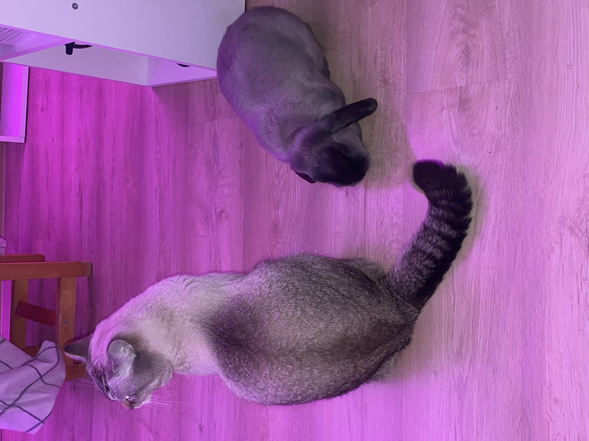 An indoor scene features two domestic cats on a wooden floor, bathed in a vibrant purple-pink artificial light. The image is taken from an overhead perspective.
In the upper right portion of the frame, a dark-furred cat, possibly a Tonkinese or Siamese, is seen from above, facing away from the viewer. Its fur appears sleek and dark gray, with darker points on its head and ears.
Below and to the left of the dark cat, a second cat is visible, also from an aerial view. This cat has lighter, cream-colored fur with distinct tabby markings across its body and a clearly striped, curled tail. Its head is turned towards the left side of the frame.
The flooring consists of light-colored wooden planks, which reflect the purple light, giving them a strong magenta hue. In the upper left, a portion of white furniture, possibly a desk or shelf, is visible. Further to the left, part of a wooden chair or stool with a white checkered cloth draped over it can be seen.
The dominant feature is the pervasive purple-pink illumination, suggesting an artificial light source. The cats appear calm and relaxed in this domestic setting, located in Votkinsk, Russia. No text is visible.