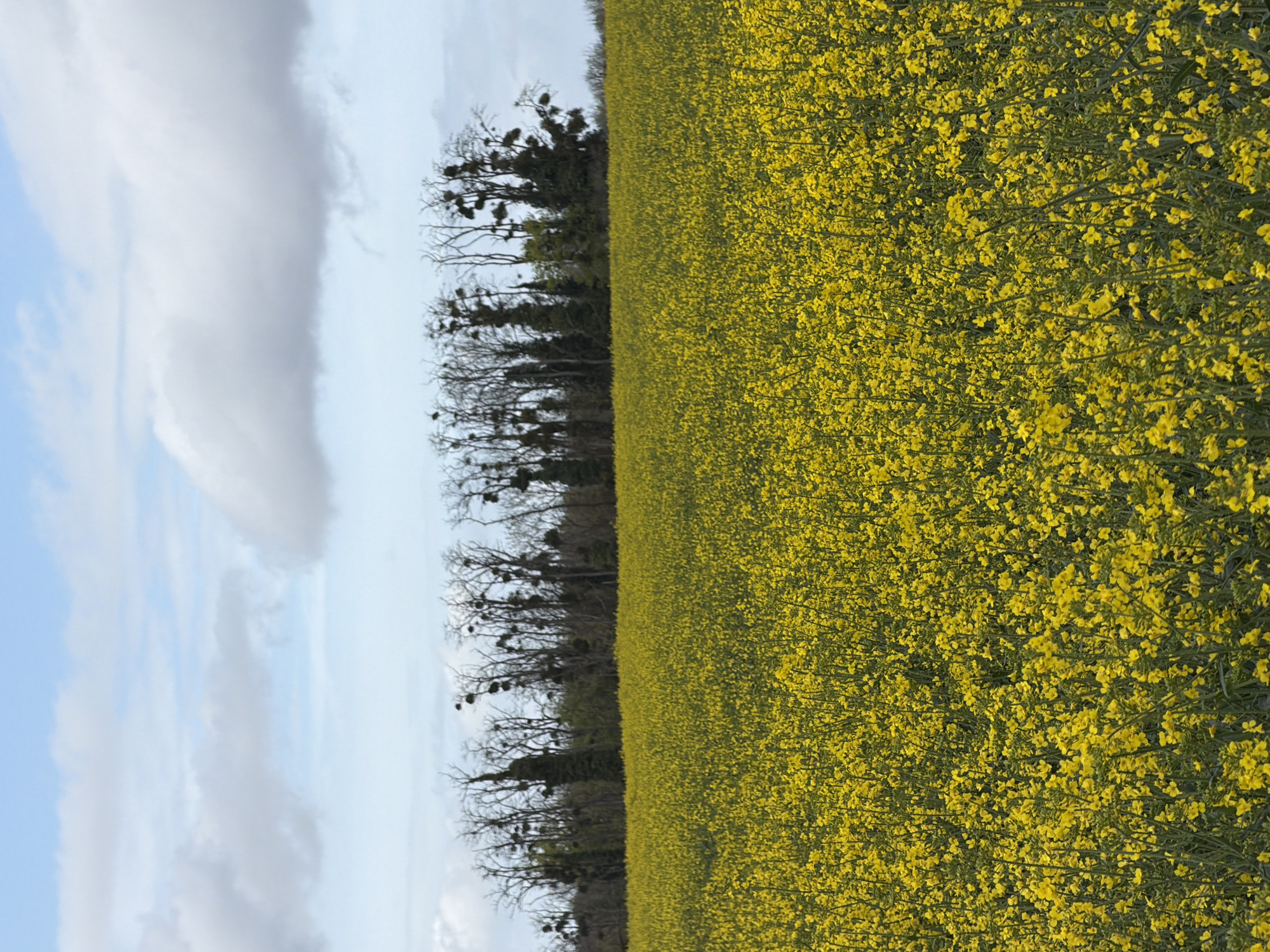 The image shows a field of bright yellow rapeseed flowers in Auvers-sur-Oise, France. A row of leafless trees, some with visible mistletoe, separates the field from a sky with a mix of blue and white clouds. The field extends to the right edge of the frame, while the sky and trees are on the left.