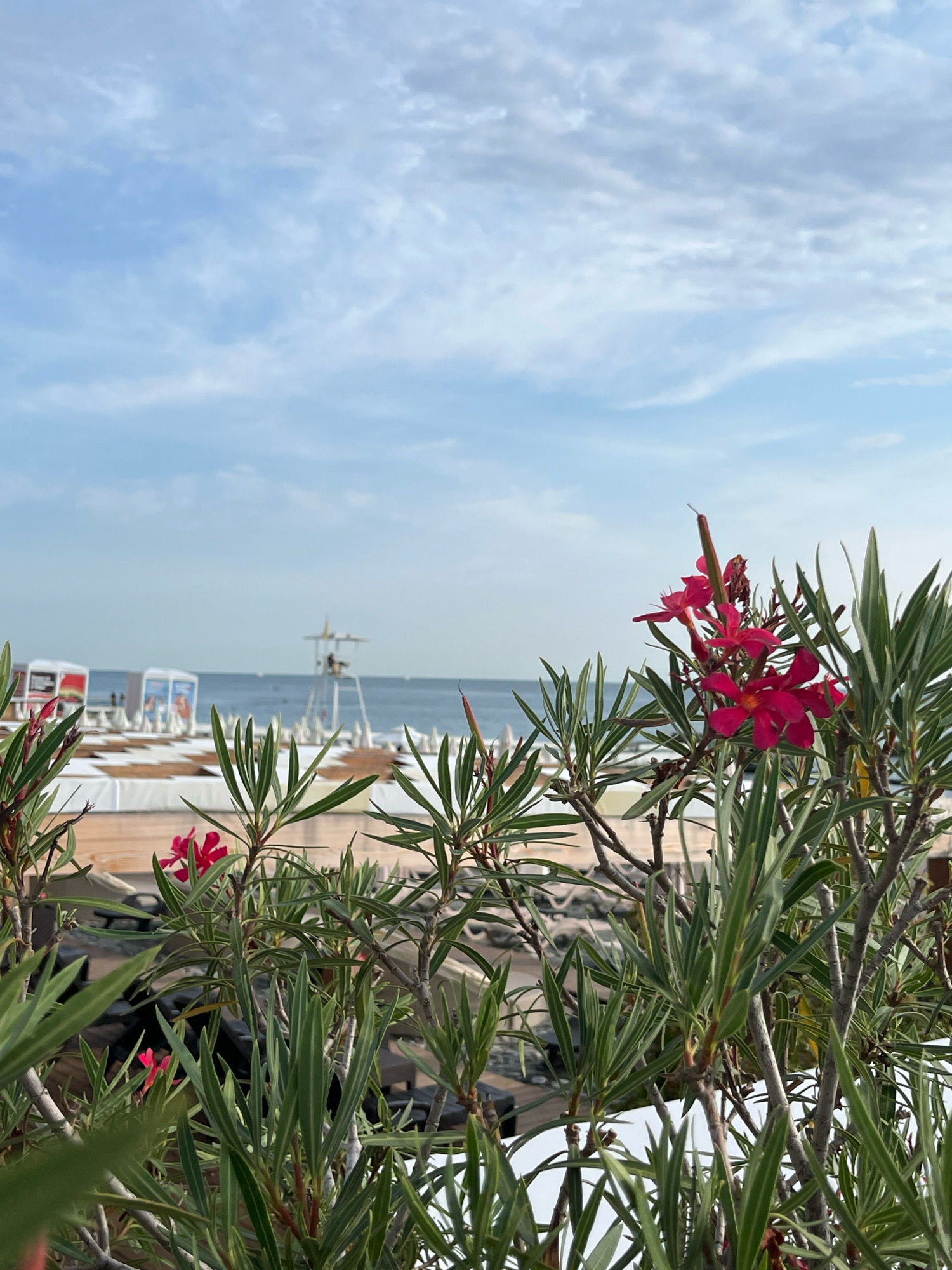 The image shows a close-up of a flowering plant with bright pink blossoms in the foreground. Behind the plant, a beach scene unfolds under a partly cloudy sky. Several white lounge chairs are arranged on the sand, some covered with white canopies or umbrellas. Further back, the calm sea stretches to the horizon, with a few small boats visible. A lifeguard tower stands prominently near the water's edge. Structures that appear to be kiosks or changing rooms are also present on the beach. The overall impression is of a sunny day at a resort area, possibly in Sochi, Russia, given the architectural style of the lifeguard tower and beach amenities.