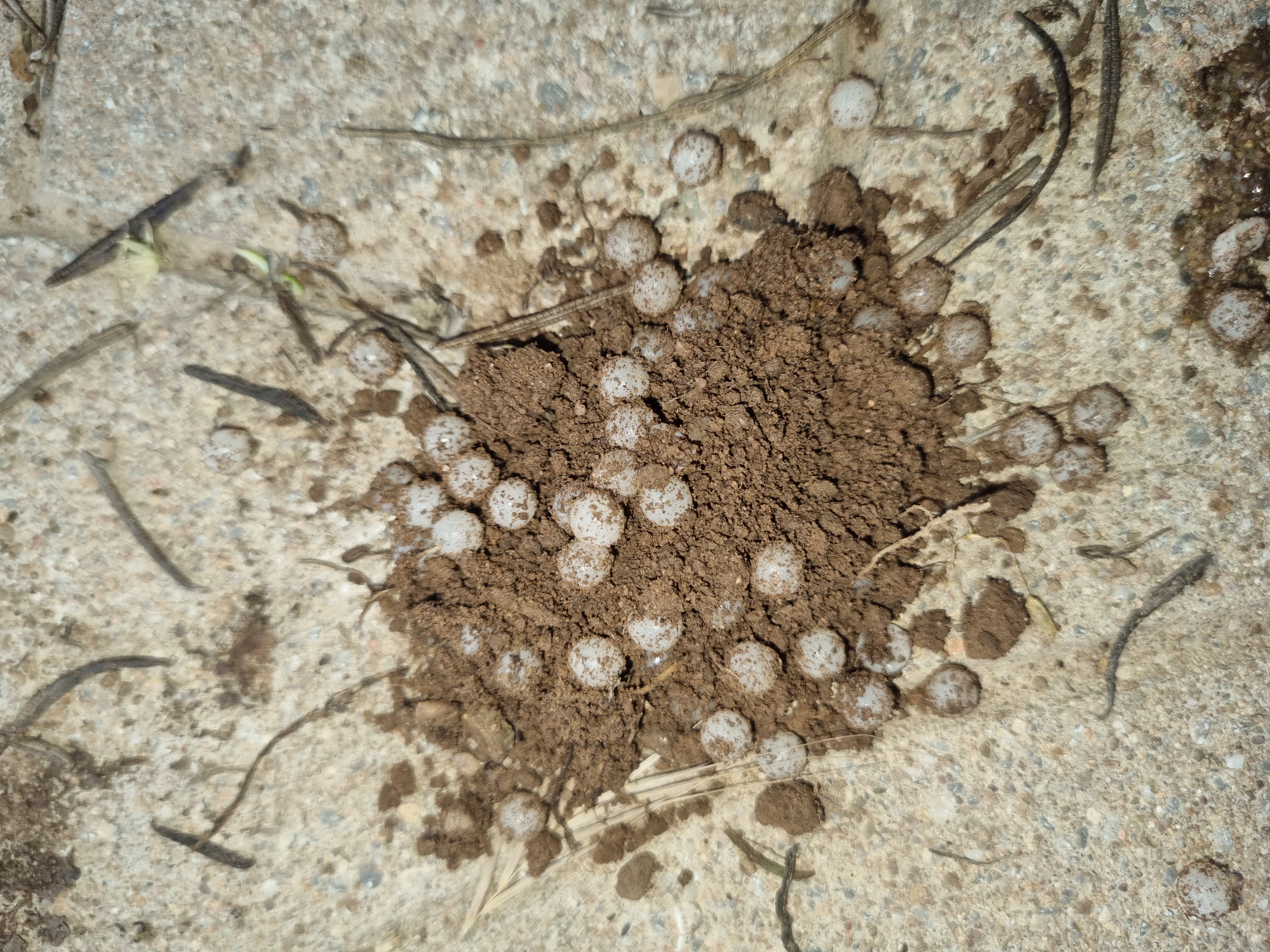 A cluster of small, translucent, spherical objects, resembling eggs or pearls, are nestled within a mound of dark brown soil. The soil is interspersed with small pebbles and twigs, resting on a coarse, light-colored concrete surface. The objects are clustered tightly together, with some appearing to be partially submerged in the soil. The scene is captured from a top-down perspective, indicating an outdoor setting.