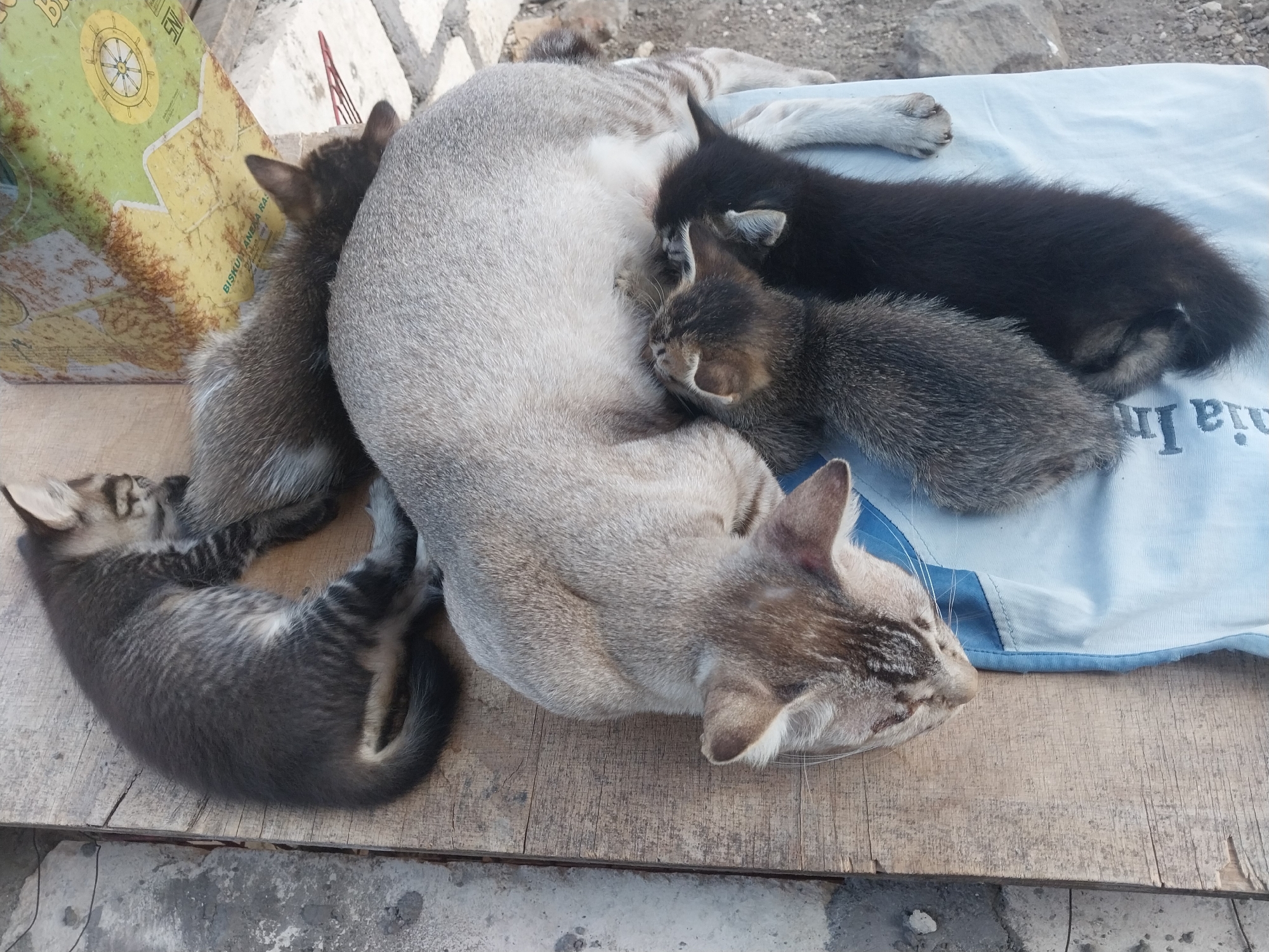 In Karangbong, Indonesia, on a wooden surface, a mother cat with light grey and brown striped fur is nursing four kittens. Three of the kittens are nestled against her body, while one is curled up to her left. One kitten appears black, another light brown and white striped, and two are darker brown and grey striped. The cats are resting on a light blue cloth, which is situated on the wooden surface. To the left of the cats, a green and yellow patterned box is partially visible. The background consists of rough, greyish ground and some lighter-colored stones.
