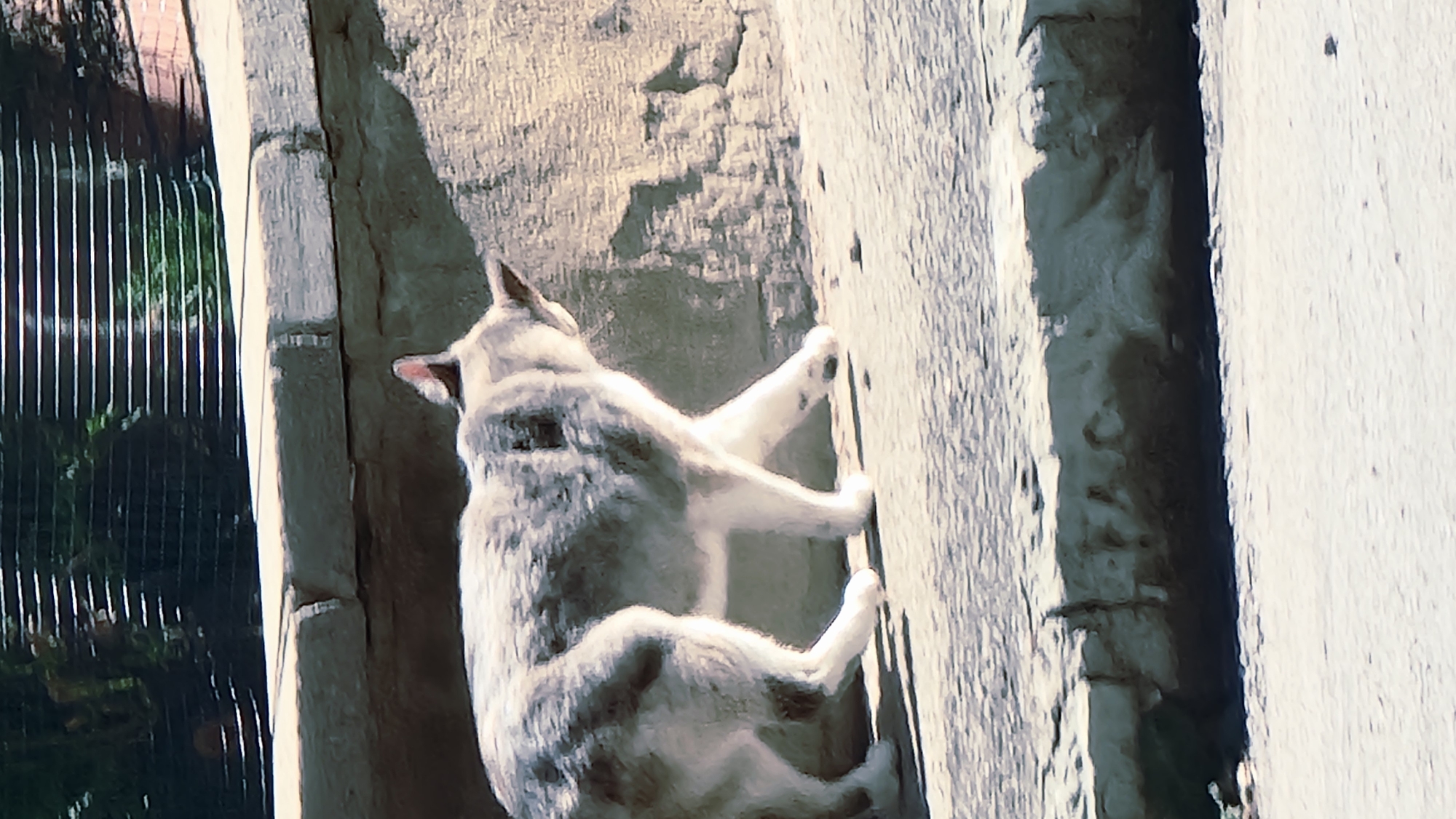 A medium shot captures a cat walking on a stone surface near a wall in what appears to be an outdoor setting, possibly a zoo or a park. The cat, predominantly white with grey markings, is facing to the right and appears to be moving away from the viewer. Its tail is up, and its body is in motion, with its front left leg extended. The background includes a textured wall and a black metal fence with horizontal bars. The lighting suggests a sunny day, with distinct shadows cast by the cat and the environment. The ground is made of large, uneven stone slabs, and there's a raised stone ledge in the mid-ground. The environment suggests a man-made enclosure, possibly for animals, given the presence of the fence and constructed walls.