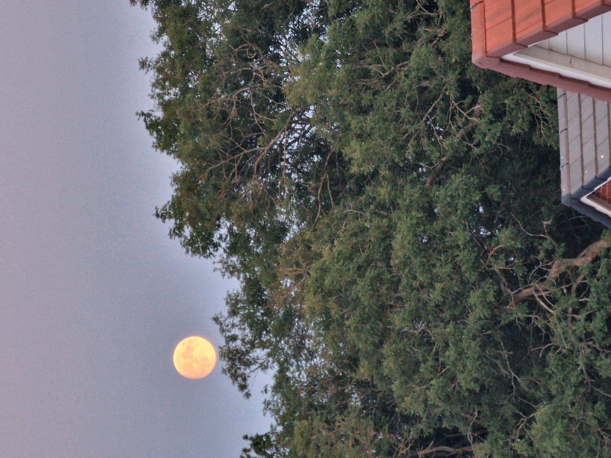A bright, orange-yellow full moon is visible in the upper left quadrant of the image, positioned against a pale, overcast sky. A large, dense tree with dark green foliage dominates the center and right side of the frame, its branches crisscrossing. The upper edges of two houses with red tiled roofs are visible in the lower right corner, peeking out from behind the tree. The scene appears to be a residential area. The specific location within Canterbury, United Kingdom, is not identifiable from the image alone.