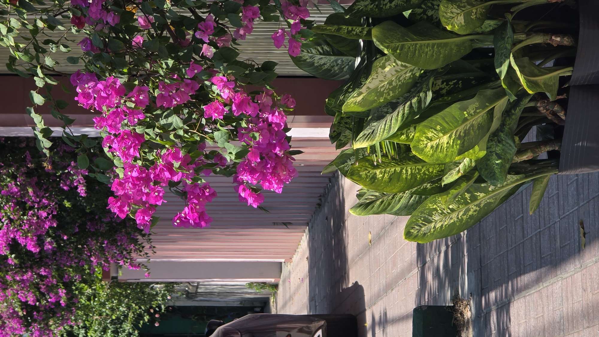 The image, taken in Nha Trang, Vietnam, shows a street scene with a variety of plants. On the left, a profusion of vibrant pink bougainvillea flowers cascades from above, creating a dense and colorful display. To the right, a potted Dieffenbachia plant with large, variegated green leaves is visible. The plants overhang a walkway covered by a slatted pergola, casting shadows on the brick pavement below. In the background, more bougainvillea vines are visible, and a glimpse of a parked vehicle can be seen further down the walkway. The scene is bathed in sunlight, creating stark shadows and highlighting the textures of the brick and foliage.