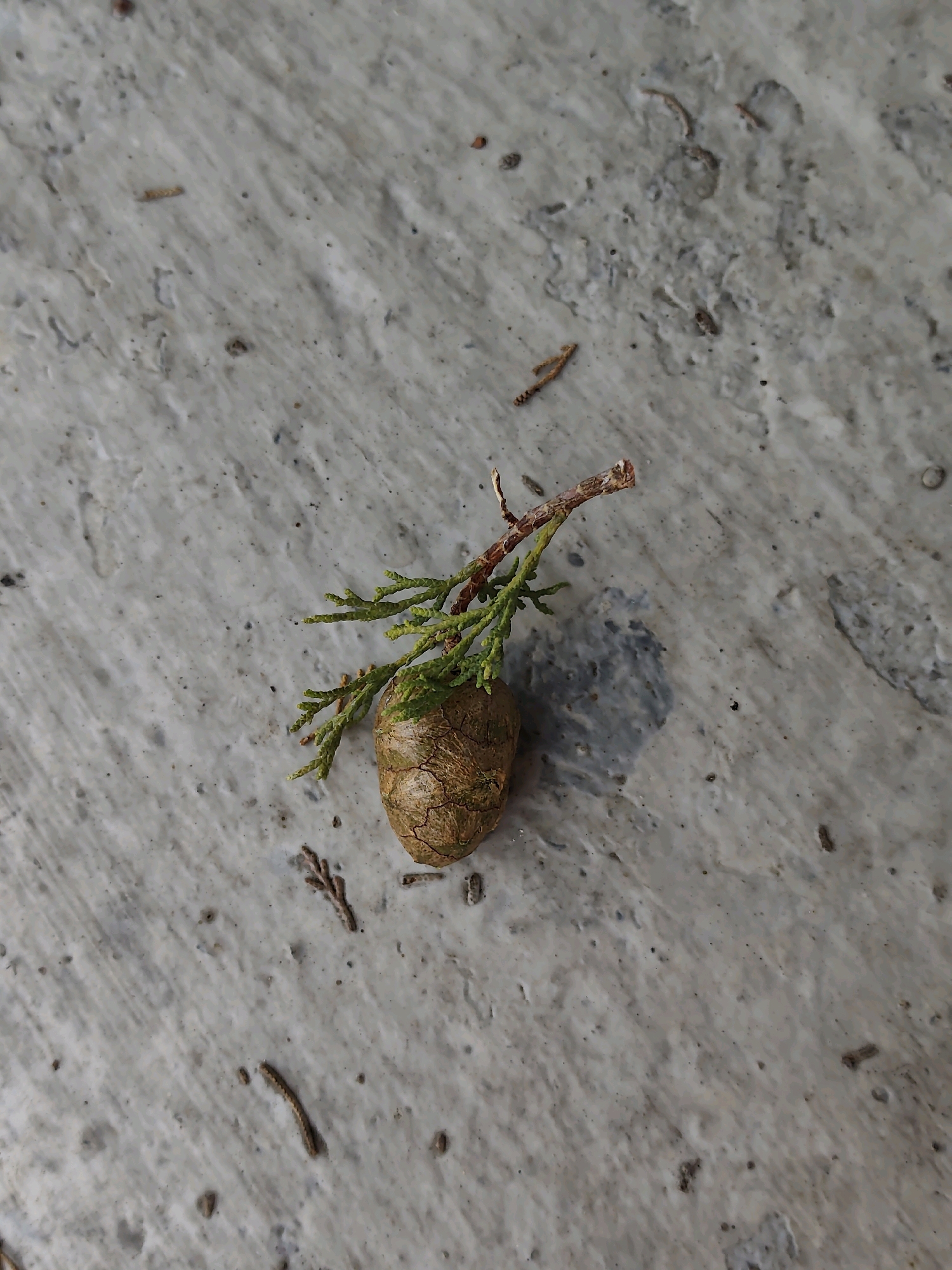 A single, small pine cone with green evergreen sprigs attached rests on a light gray, textured concrete surface. The concrete appears weathered and slightly uneven, with scattered small dark specks and lighter patches, suggesting an outdoor environment. A faint shadow of the pine cone and sprigs is cast on the concrete to the right. Several thin, dry plant fragments, possibly pine needles or twigs, are scattered on the surface around the main subject. There are no people or animals visible in the image. The scene depicts a natural element resting on an artificial, man-made surface. The location is not specified within the image itself, so its presence in Sochi, Russia, cannot be determined from the visual information provided.