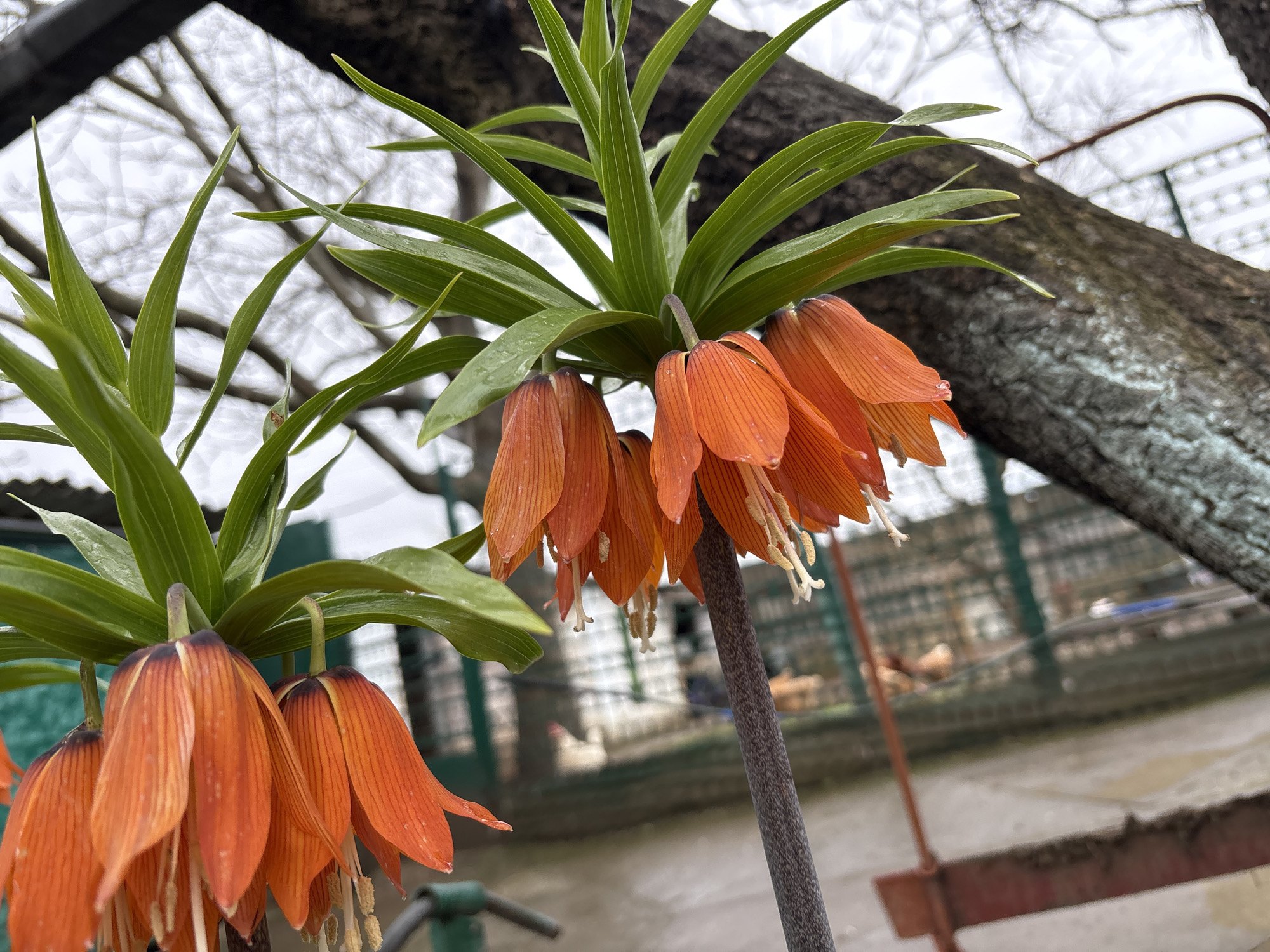 Captured at an indeterminate location within Пожарское сельское поселение, Ukraine, this low-angle, medium shot depicts two orange Fritillaria imperialis plants. Each plant features clusters of pendant, orange, bell-shaped flowers with long, white stamens. The flowers hang beneath a whorl of green, lance-shaped leaves. Bare tree branches and overcast sky are visible in the background. In the blurred background, there is a wire fence and some chickens. The ground surface shows signs of moisture.