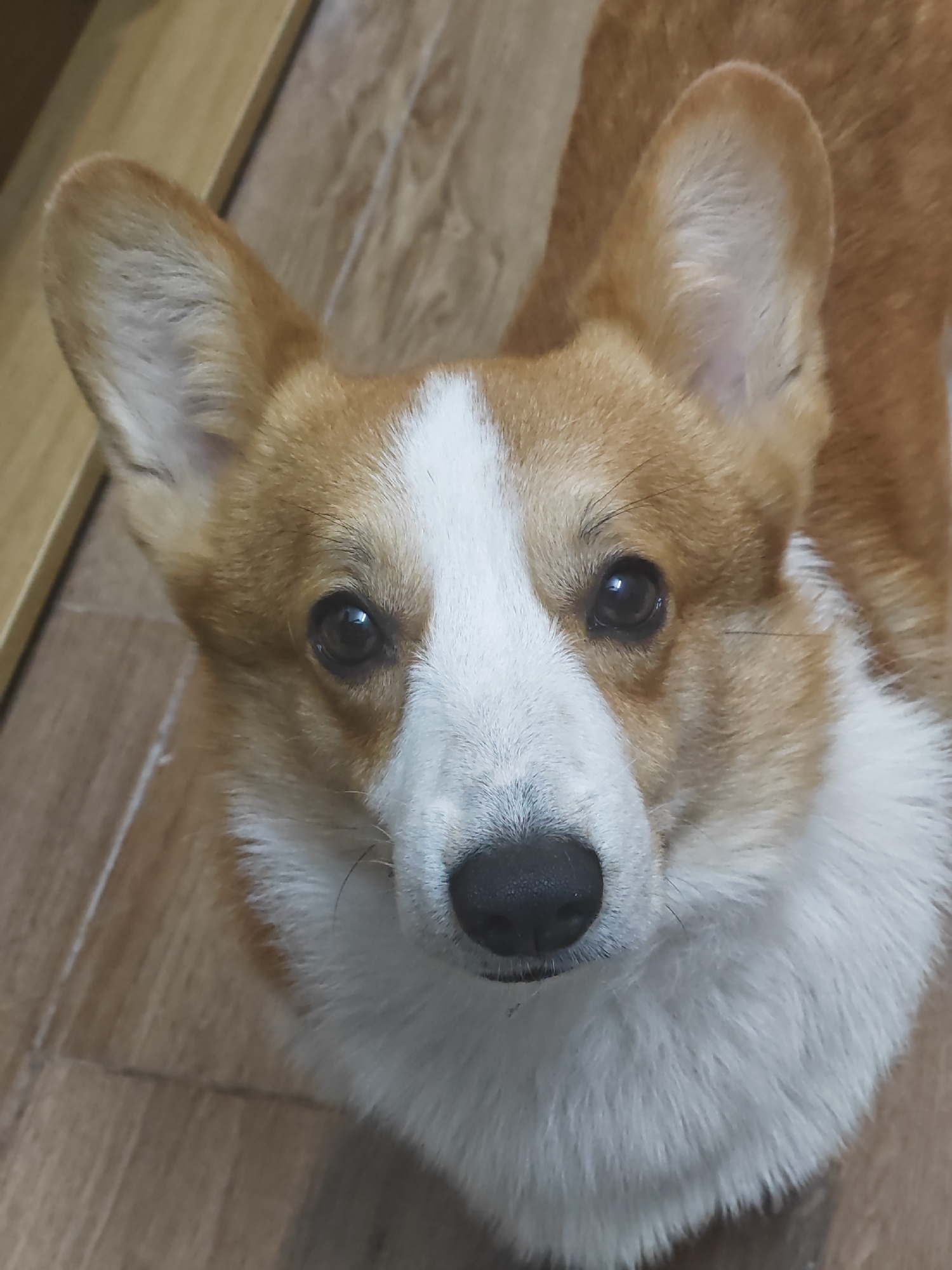 The image shows a close-up of a Pembroke Welsh Corgi dog's face. The dog has characteristic tan and white fur, with large erect ears and dark, intelligent eyes. Its nose is black. The background appears to be a wooden floor. The image does not contain any information that would allow for the determination of its location in Đà Nẵng, Vietnam.
