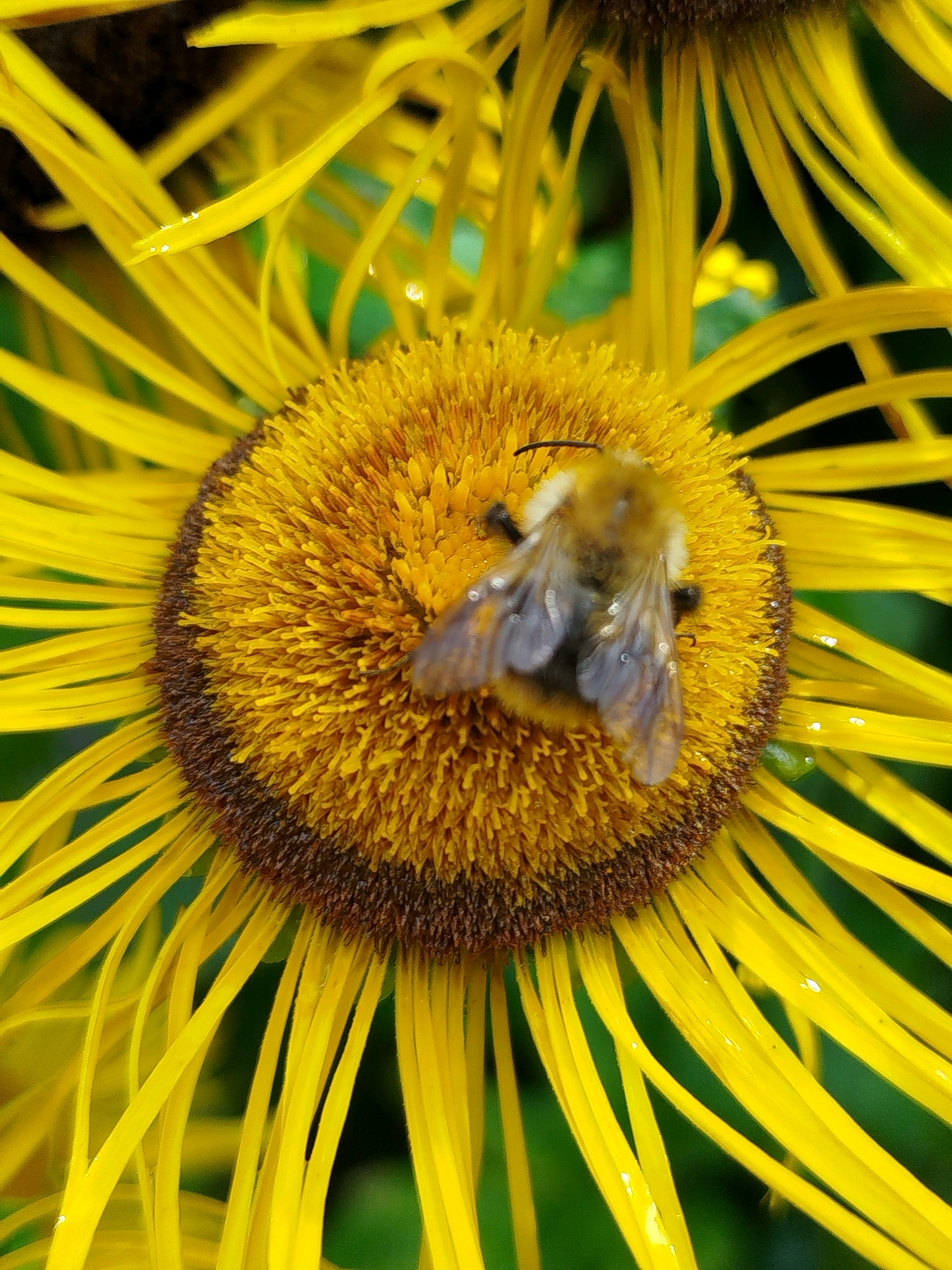 A close-up shot focuses on a bumblebee on a bright yellow flower. The bumblebee, fuzzy and with translucent wings, is positioned on the flower's central disc, which is composed of numerous small florets. The flower's petals, long and slender, radiate outwards from the center, creating a vibrant halo of yellow. Small water droplets are visible on the petals, suggesting recent rain or dew. The background is a blurred green, indicating foliage. The scene is set outdoors, likely in a garden or natural area within the city of Chkalovskoye SNT, Russia, a dacha settlement known for its natural surroundings.