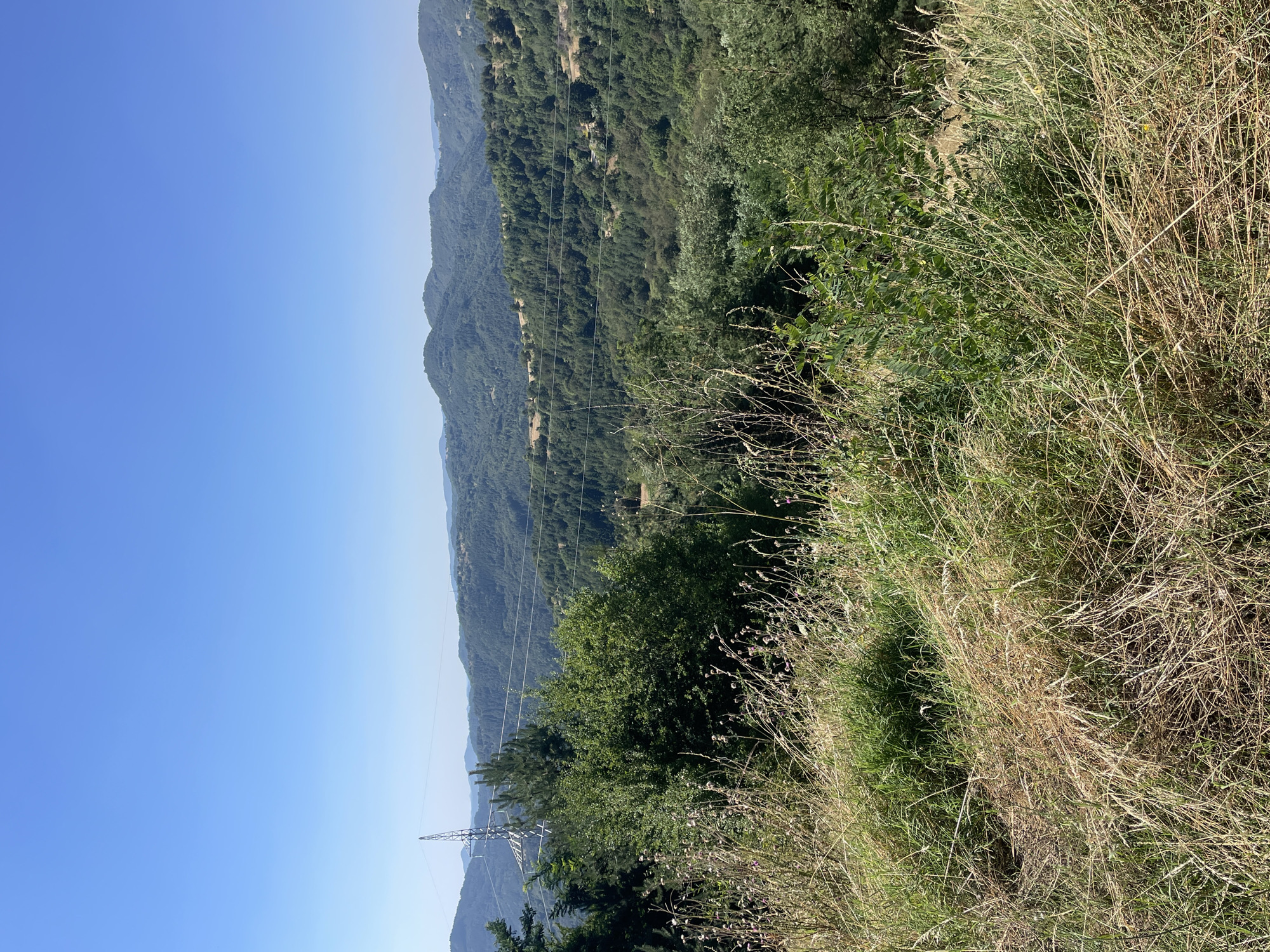 The image depicts a panoramic view of a lush, green, mountainous landscape under a clear blue sky. In the foreground, tall, dry grasses and scattered green plants dominate, suggesting a rural or natural setting. A tall, lattice-like electrical pylon stands prominently on the left side of the frame, with power lines stretching across the middle ground. Beyond the pylon, a dense forest covers the rolling hills and mountains, which recede into the distance. The overall impression is one of a serene and undeveloped natural environment, possibly in a rural area of Trave, Bulgaria, characterized by its hilly terrain and extensive vegetation.