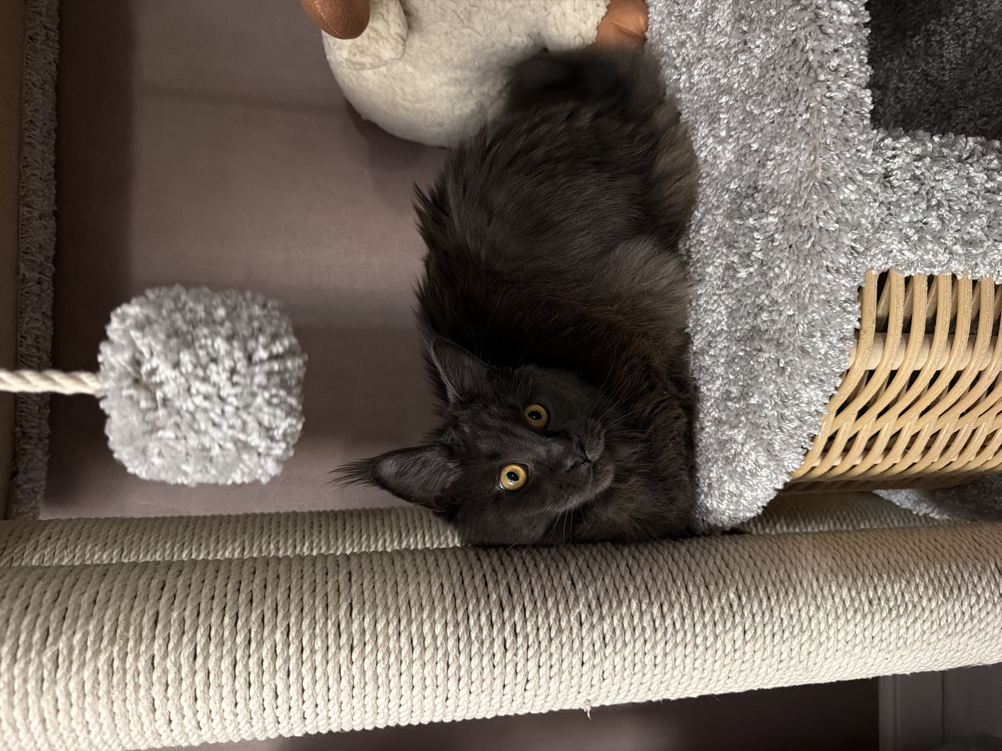 A dark gray Maine Coon cat with bright yellow eyes is lying on a soft gray carpeted platform, which is part of a multi-level cat tree. The cat is positioned to the right of a thick, beige rope-wrapped support post. To the right of the cat, a portion of a plush white sheep toy with brown stitching is visible. The background consists of a soft pinkish-brown fabric. A fluffy gray pom-pom toy hangs from a string above and to the left of the cat. The image depicts an indoor domestic setting, specifically a cat's living space. There is no information in the image to indicate its location in Bataysk, Russia.