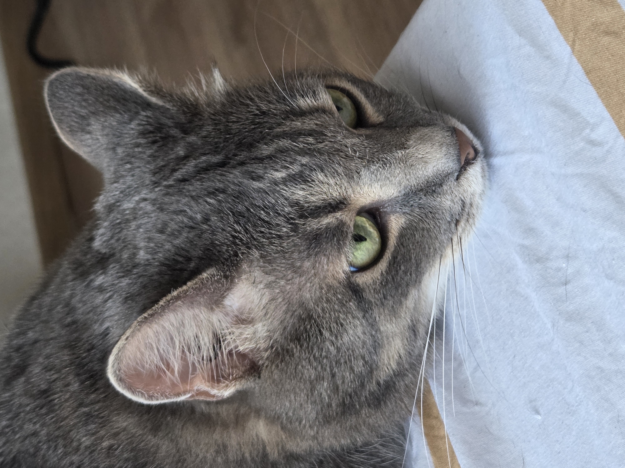 A close-up, eye-level shot captures a grey tabby cat resting its head on a light blue fabric surface. The cat's fur is a mix of grey and brown stripes, with distinctive markings around its eyes. Its green eyes are partially closed, giving it a relaxed or contemplative expression. Long, white whiskers extend outwards from its muzzle. The background shows a blurred wooden surface, suggesting an indoor setting. There is no indication of the city or specific location.