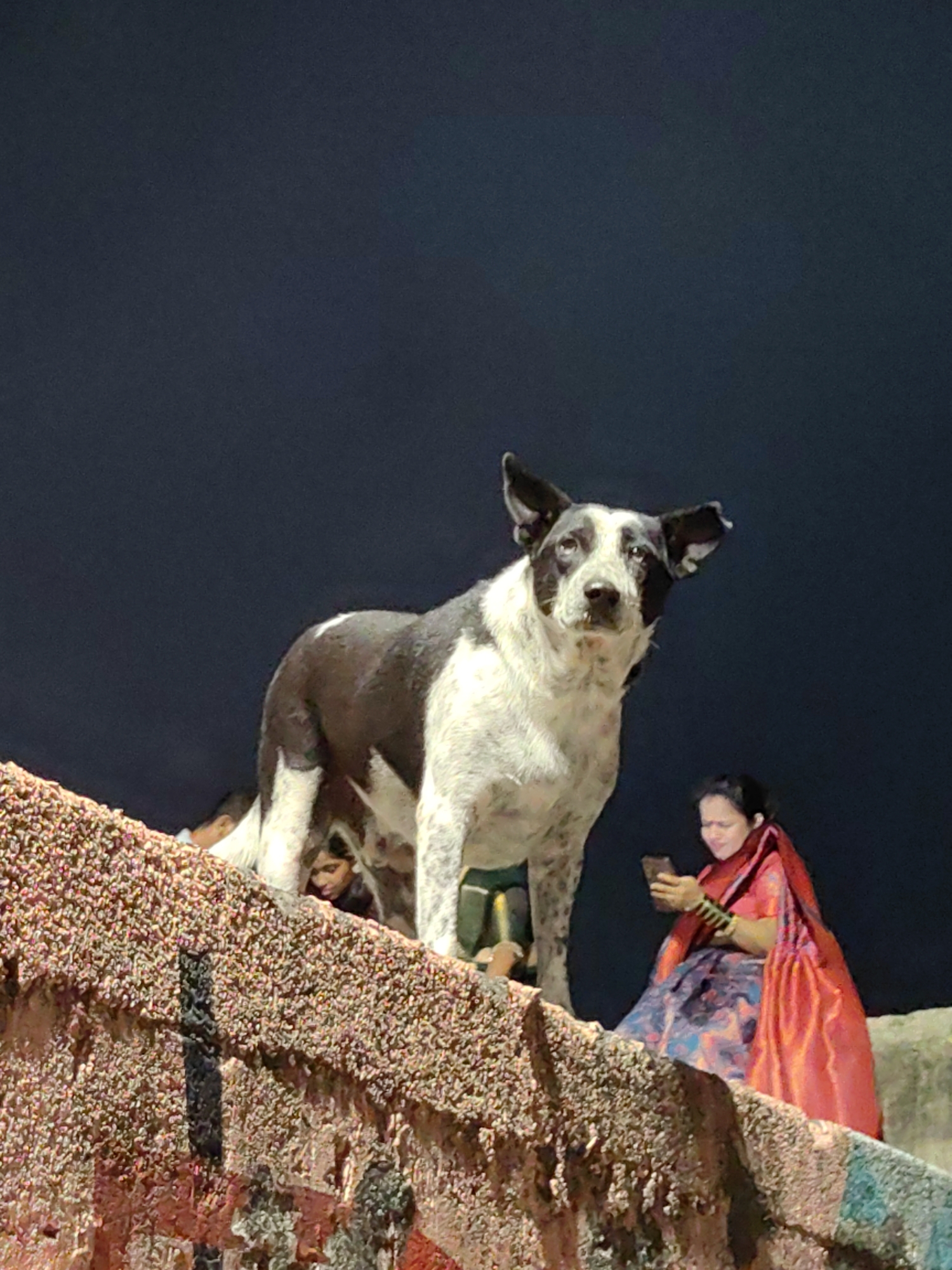 This is a medium shot, taken from below, of a black and white dog standing on a textured wall in Mumbai, India. The dog is the primary subject, facing forward with its ears perked. To the right of the dog, a woman in a red and blue sari is looking at her phone, with bangles on her wrists. Behind the dog, partially obscured, are two people. The background is a dark, out-of-focus sky. The wall appears to be made of small stones or pebbles and has some graffiti on it. The scene is likely outdoors at night or in low light conditions.