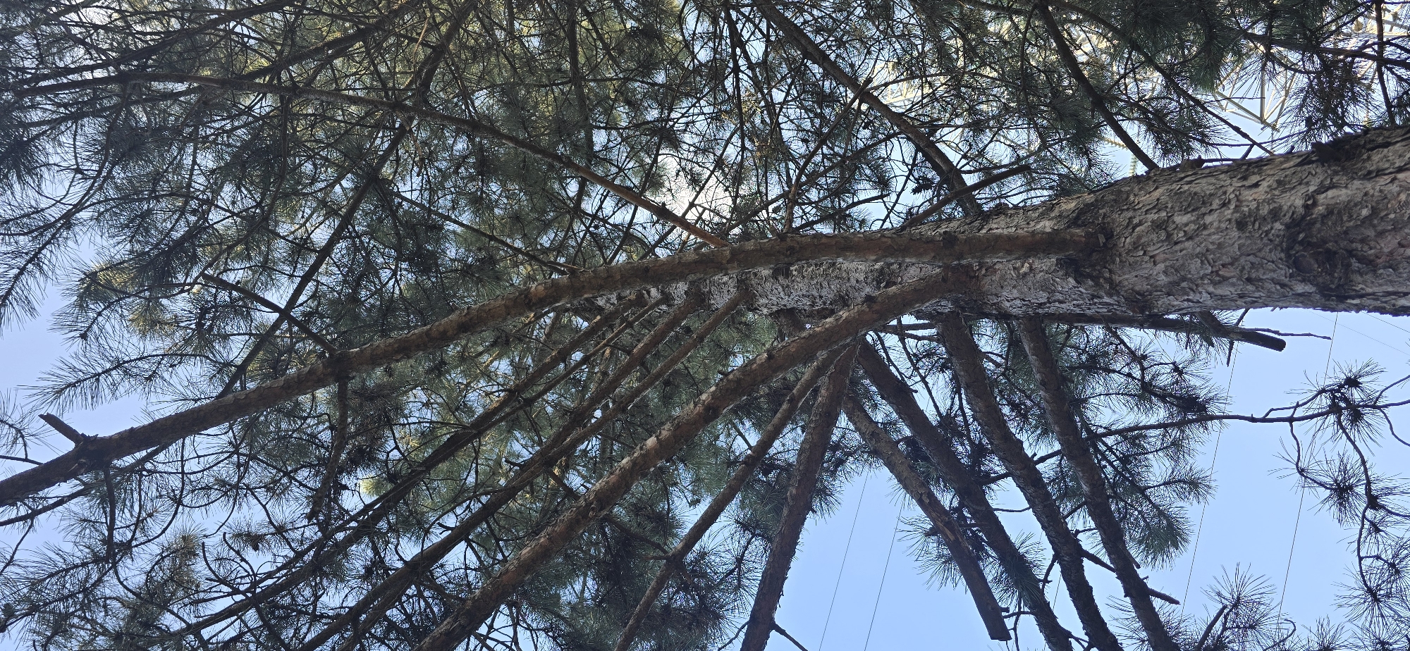 The image is a low-angle shot looking up into the branches of a pine tree. The sky is a clear blue. The tree's trunk is rough and textured, with several large branches extending outwards. The branches are covered in pine needles, creating a dense canopy. In the background, a hint of a power line can be seen. The image was taken in Chișinău, Moldova, likely in a park or forested area within the city. No people are visible in the image.
