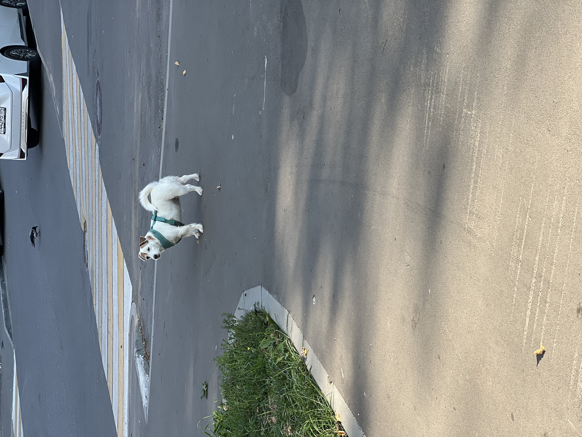 The image captures a Jack Russell Terrier wearing a teal harness, standing on an asphalt surface next to a pedestrian crossing. A crow is visible on the road further in the background. In the upper right corner, a white car with a Russian license plate is parked. The scene appears to be on a city street, likely in Moscow, Russia, indicated by the license plate format. Lush green vegetation lines the edge of the sidewalk on the left side of the frame. The asphalt is marked with shadows from trees, suggesting an outdoor setting during daylight hours.
