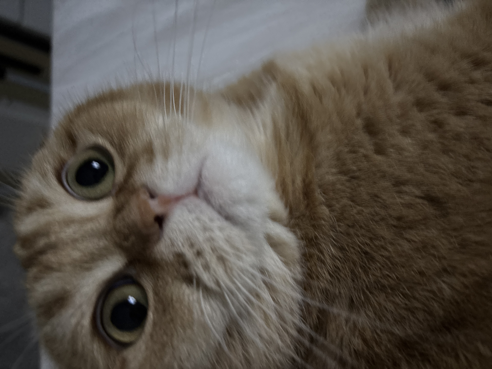 An extreme close-up, eye-level, outdoor shot shows the face of a ginger-colored cat. The cat's large, round, yellow-green eyes are wide and staring directly into the camera, with dark pupils that appear dilated. Its nose is pink and appears slightly damp. The fur on its face is a mix of ginger and white, with white whiskers fanning out from its muzzle. The background is a blurry expanse of white and gray, suggesting it is a domestic setting such as a couch or bed. The lighting is somewhat harsh, creating bright highlights on the cat's fur and eyes. The overall impression is one of surprise or shock from the cat.