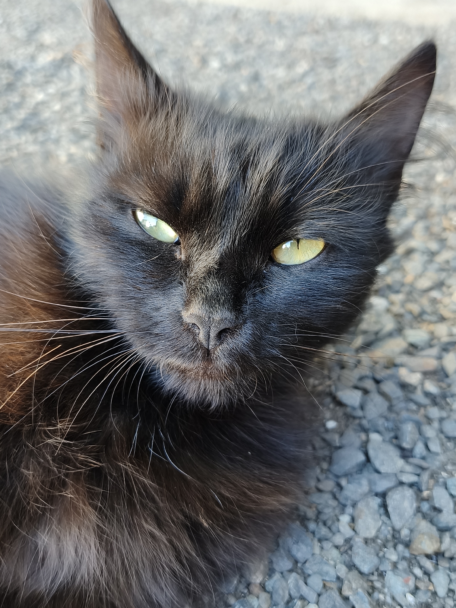 A close-up, eye-level shot captures a black cat with bright green and yellow eyes lying on a gravel surface. The cat's fur is dark and appears somewhat disheveled, with long white whiskers fanning out from its muzzle. The background consists of various sizes of gray and blue gravel, suggesting an outdoor environment, possibly a street or pathway. The lighting indicates it is daytime, casting subtle shadows. The cat's gaze is directed towards the camera. The setting is identified as Poltavka, Ukraine.