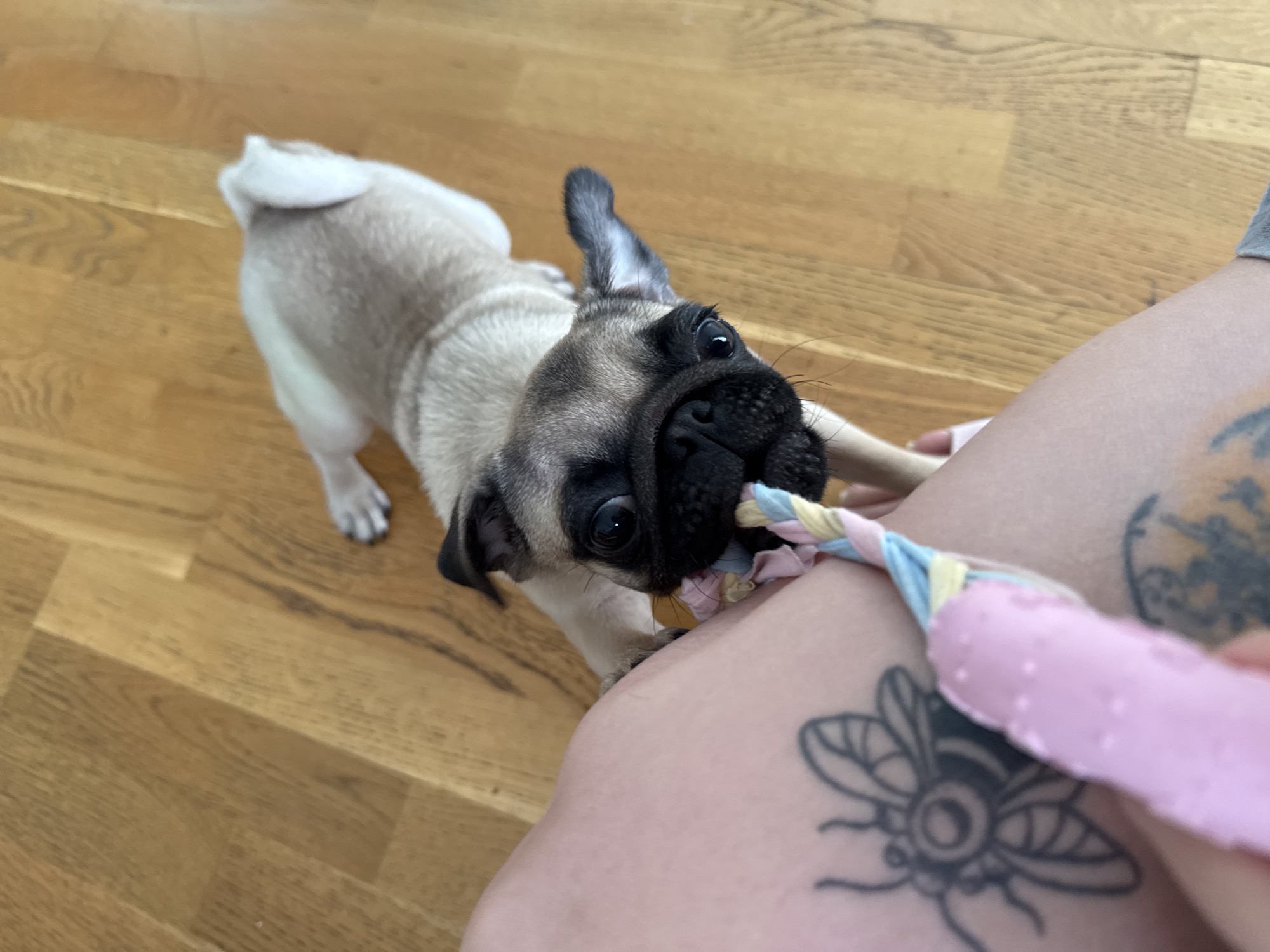 An overhead, eye-level medium shot captures a fawn pug puppy interacting with a person's leg and a braided toy. The puppy is in the foreground, its head turned towards the viewer, with its mouth around a colorful braided toy that is also near the person's leg. The puppy's dark eyes are wide and focused. The person's leg is visible in the lower left quadrant of the image, with two tattoos: one of a bee and another partially obscured image. A pink dog toy, possibly a chew toy, is positioned in the lower left foreground, partially obscuring the bee tattoo. The background consists of a light brown wooden floor. The scene appears to be indoors.