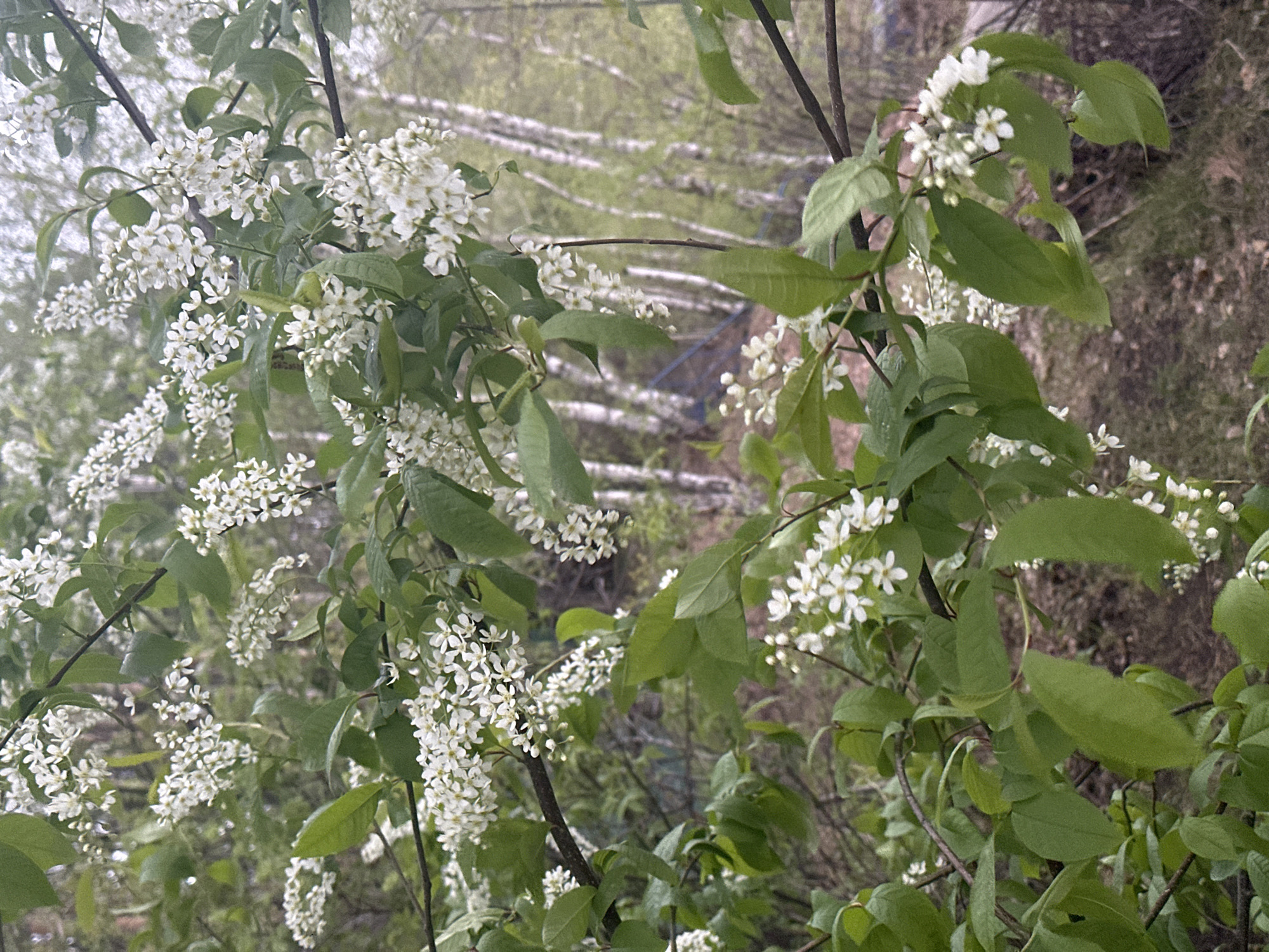 The image presents a close-up view of flowering branches, with clusters of small white flowers and green leaves dominating the foreground. Behind the branches, a blurred backdrop of trees with white trunks is visible, suggesting a forest or wooded area. The overall environment appears natural and possibly overgrown, hinting at a location within Aviator, Russia that is either a park, a forested area near the city, or a residential area with mature trees. There are no people visible in the image. The focus is primarily on the flora, specifically the blooming branches and the surrounding trees. No specific actions or interactions are depicted, as the scene is static.