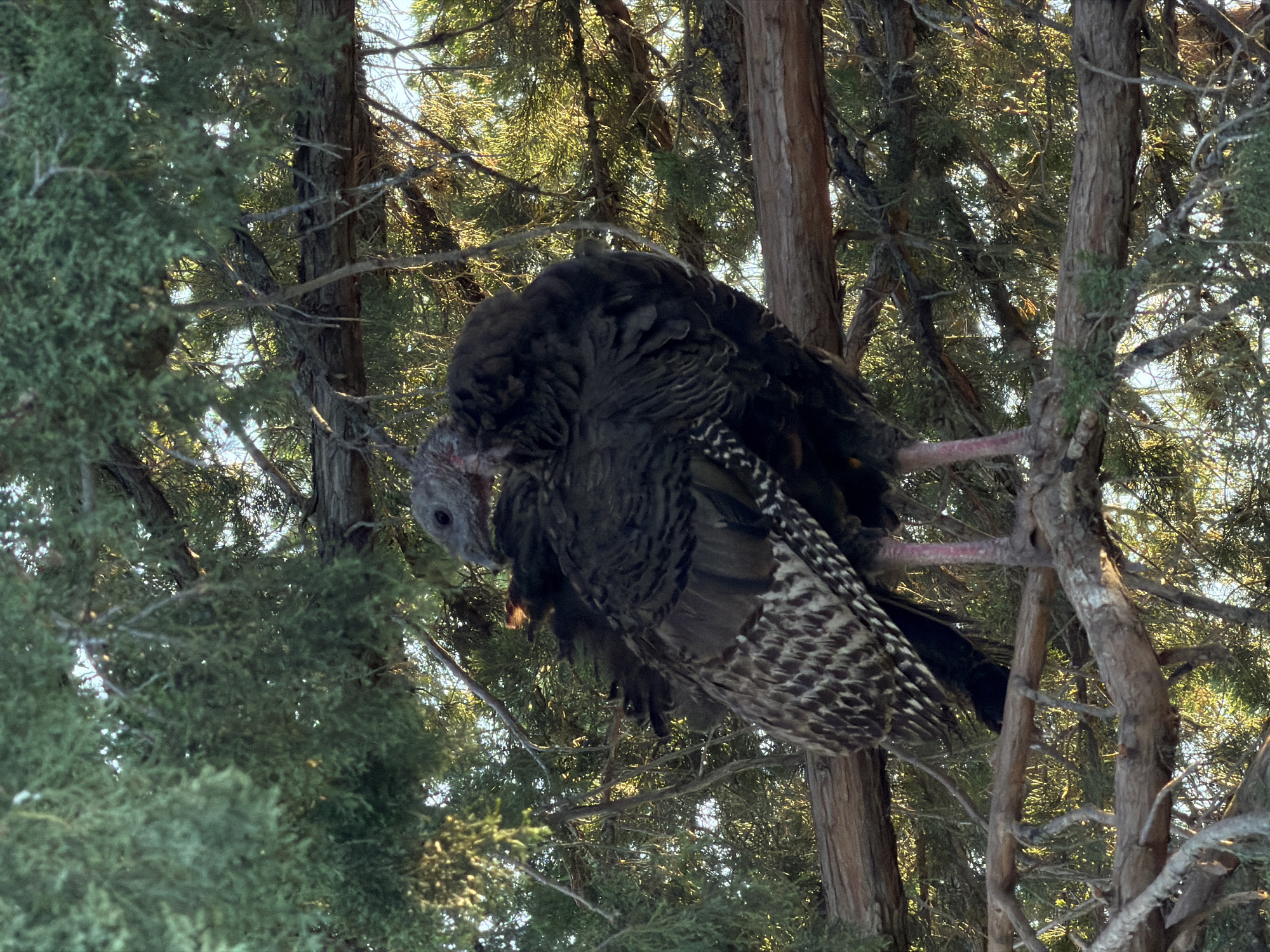 A wild turkey with dark feathers and a patterned tail is perched on a tree branch surrounded by dense green foliage. Its head is turned, and its bare, reddish legs are visible against the branch. The sunlight filters through the leaves, creating a dappled effect on the turkey and the branches. The environment suggests an outdoor, natural setting within the city of Gorniy Balykley, Russia.