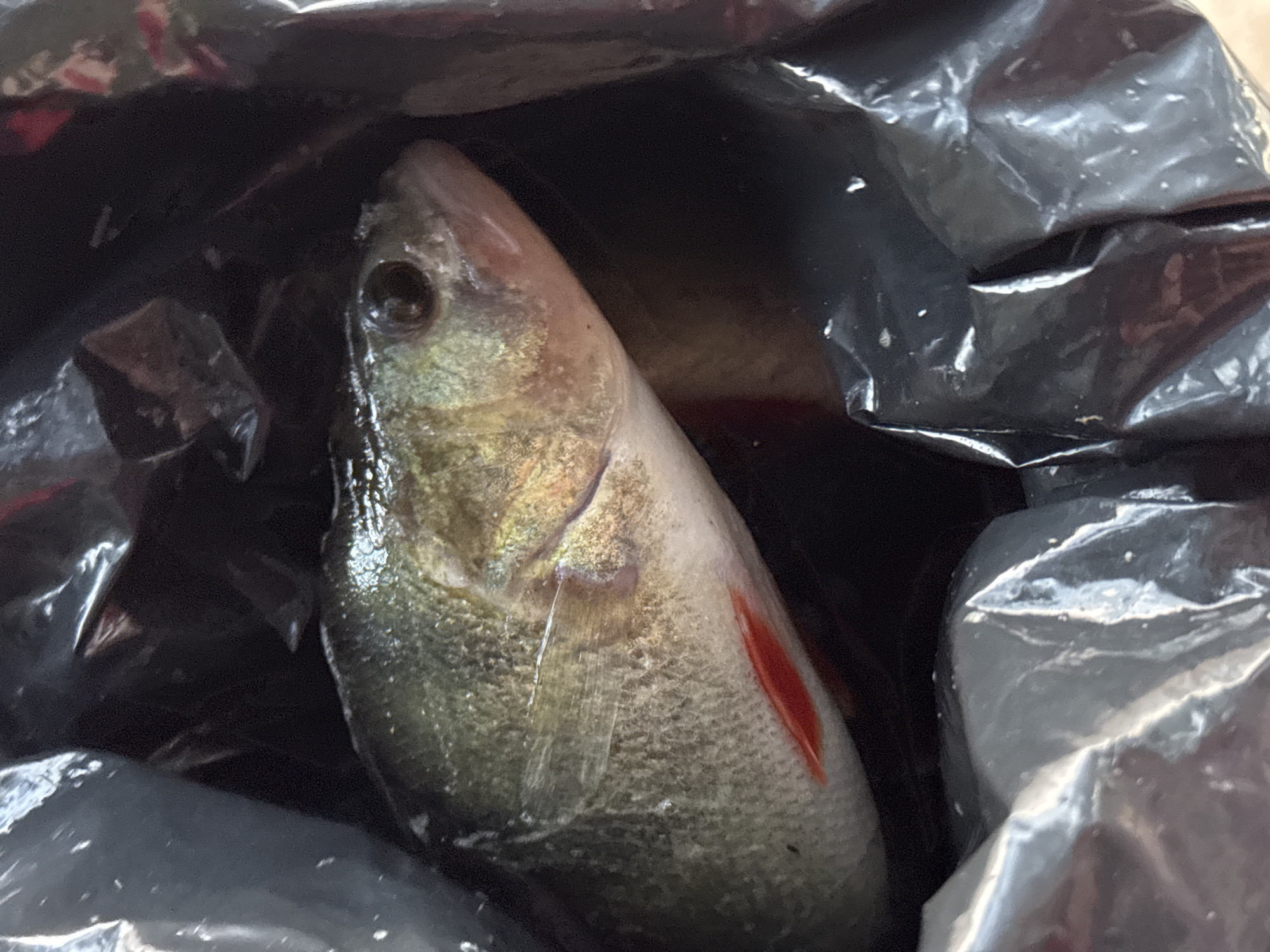 A close-up, overhead shot shows a dead perch fish lying inside a crumpled black plastic bag, with some of the bag's translucent plastic material visible in the foreground and background. The fish, positioned on its right side, faces right and appears to have a pinkish-red pectoral fin. Its scales are a mix of green and gold, with darker vertical stripes visible along its flank. The fish's eye is dark and its mouth is slightly ajar. The environment appears to be outdoors, possibly in the city of Shepelevo, Russia, as indicated by the context. The lighting is dim, and the image is slightly blurry, adding to the overall somber tone of the scene.