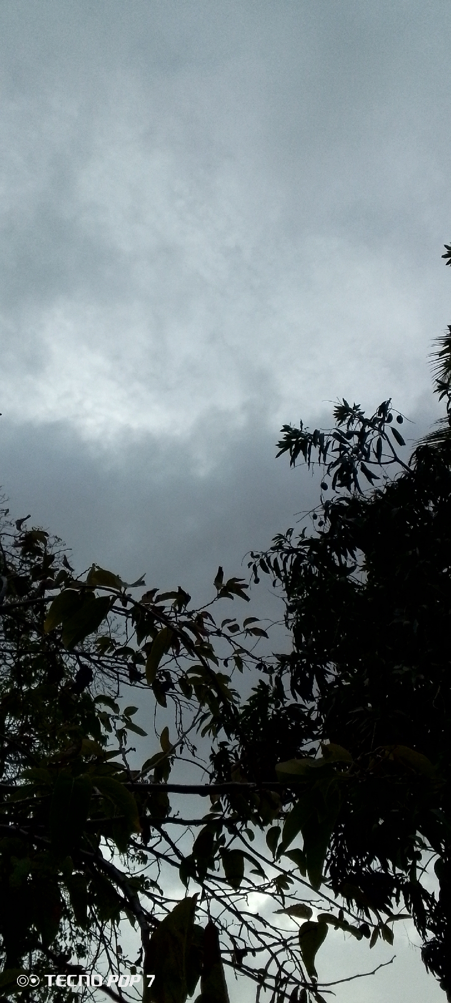 The photograph, taken in Altagracia, Venezuela, presents a view of the sky framed by the silhouettes of tree branches and leaves. The sky is overcast, with dense, gray clouds dominating the upper portion of the image. The trees, located in the foreground, are largely obscured by shadow, rendering their details indistinct. The presence of the watermark "TECNOC POP 7" is visible in the lower-left corner of the frame. There are no people visible.