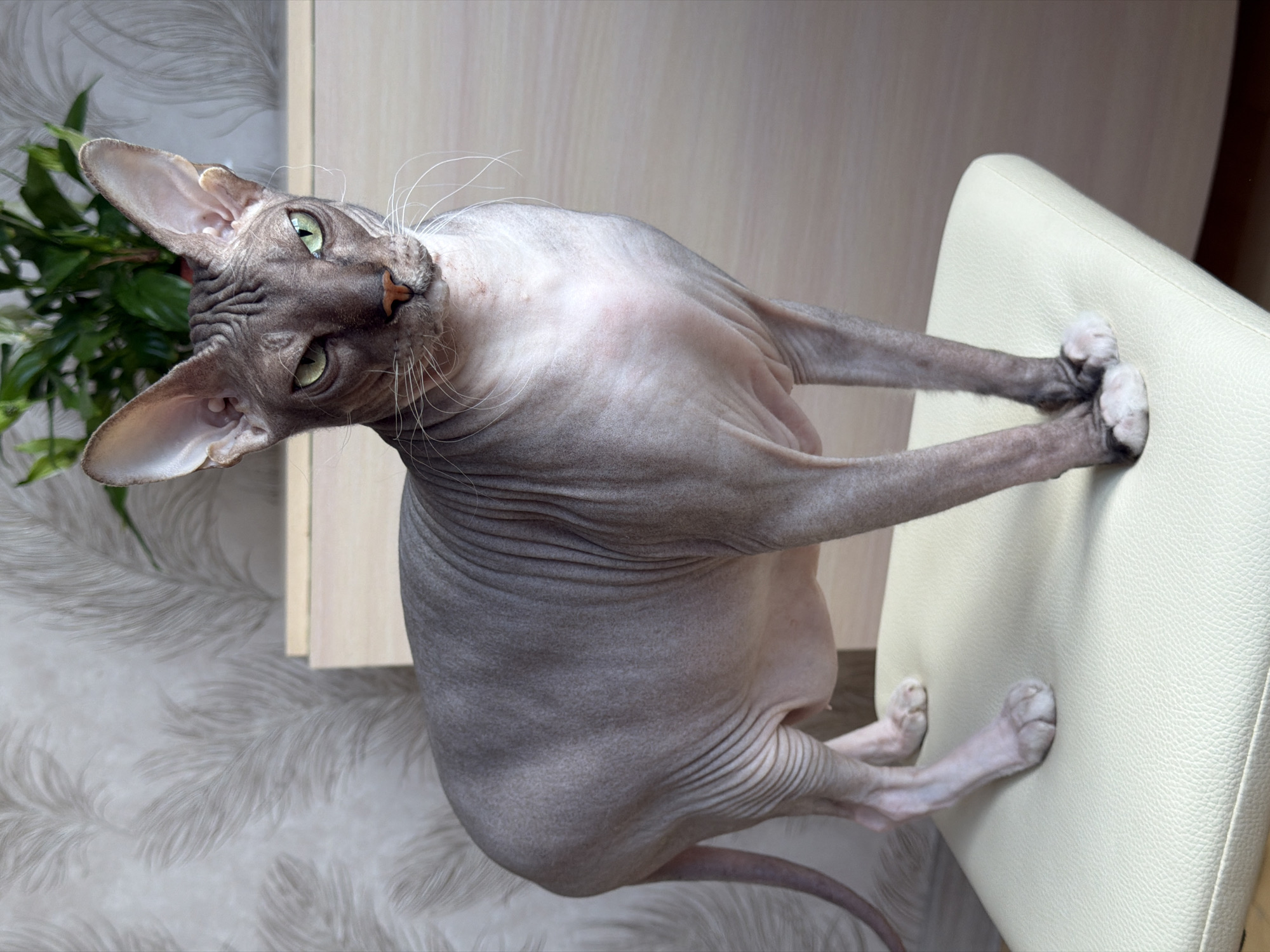 A Sphynx cat is standing on a beige padded stool in what appears to be a domestic indoor environment. The cat has grey skin with visible wrinkles, large ears, and green eyes. It is facing forward, looking directly at the camera with a serious expression. Behind the cat, a plant in a pot is visible, and the background features wallpaper with a feather-like pattern and a light-colored piece of furniture. The lighting suggests an indoor setting, possibly a living room or a similar area. There is no information available to determine the specific location in Izhevsk, Russia, or any other details beyond what is visually present in the image.