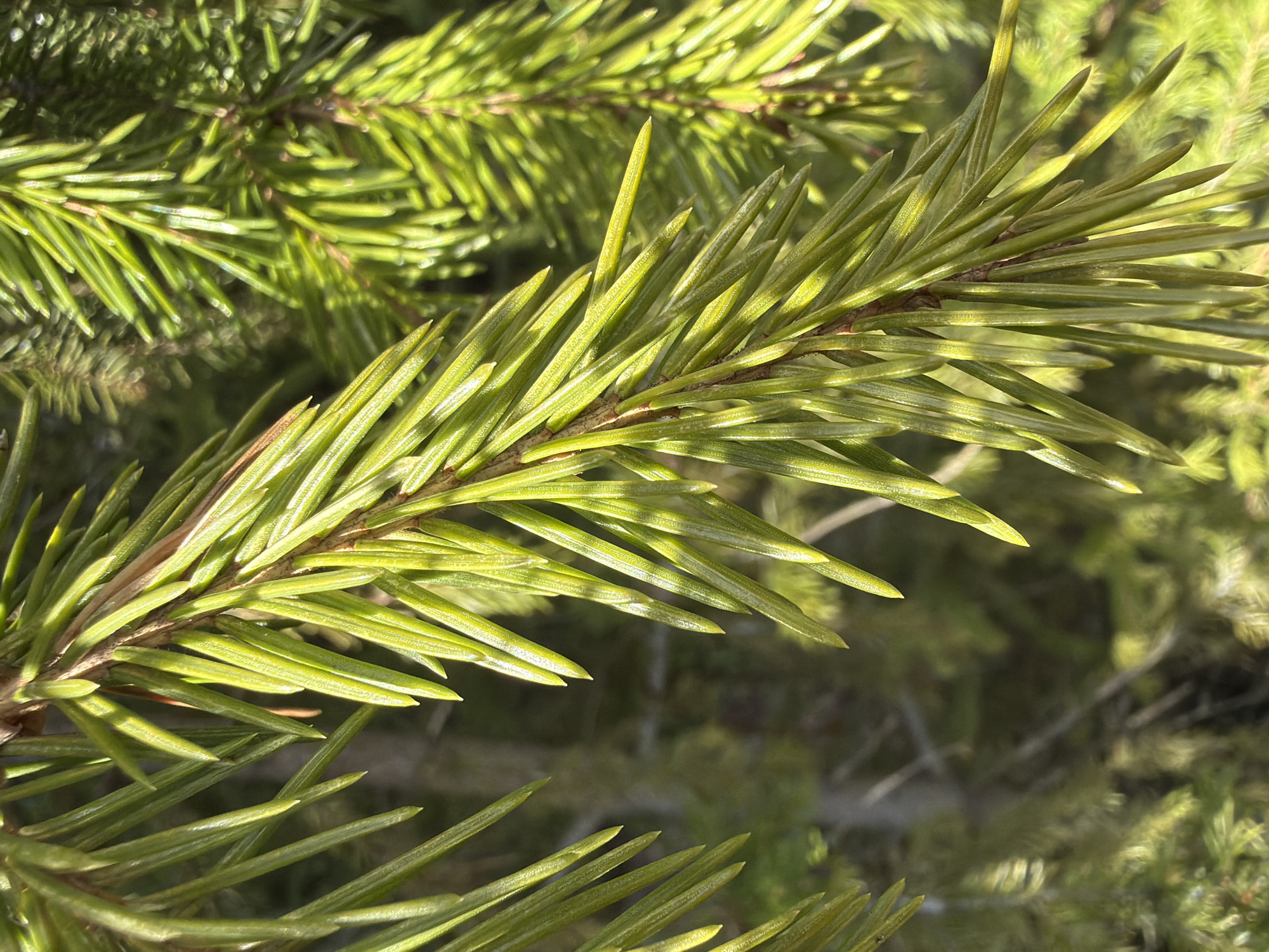 The image provides a close-up, highly detailed view of a coniferous tree branch, likely spruce or fir, bathed in bright sunlight. A prominent branch extends diagonally across the frame, adorned with numerous short, sharp, and vibrant green needles. The needles are tightly packed along the woody stem, showing distinct textures and variations in shade due to the strong illumination. Direct sunlight creates bright highlights on the upper surfaces of the needles, while undersides and shaded areas appear a deeper green. Some needles exhibit lighter tips, suggesting new growth.
The background is softly blurred, indicating a shallow depth of field, and consists of more similar green foliage, implying a dense growth of coniferous trees. The clear lighting and pronounced shadows suggest it is daytime, possibly morning or afternoon, under a clear sky. There is no activity taking place, and no people or artificial objects are visible. The image focuses purely on the natural form and texture of the tree's foliage. No text is visible within the image. The context of Chaikovsky, Russia, is consistent with the type of coniferous flora depicted.