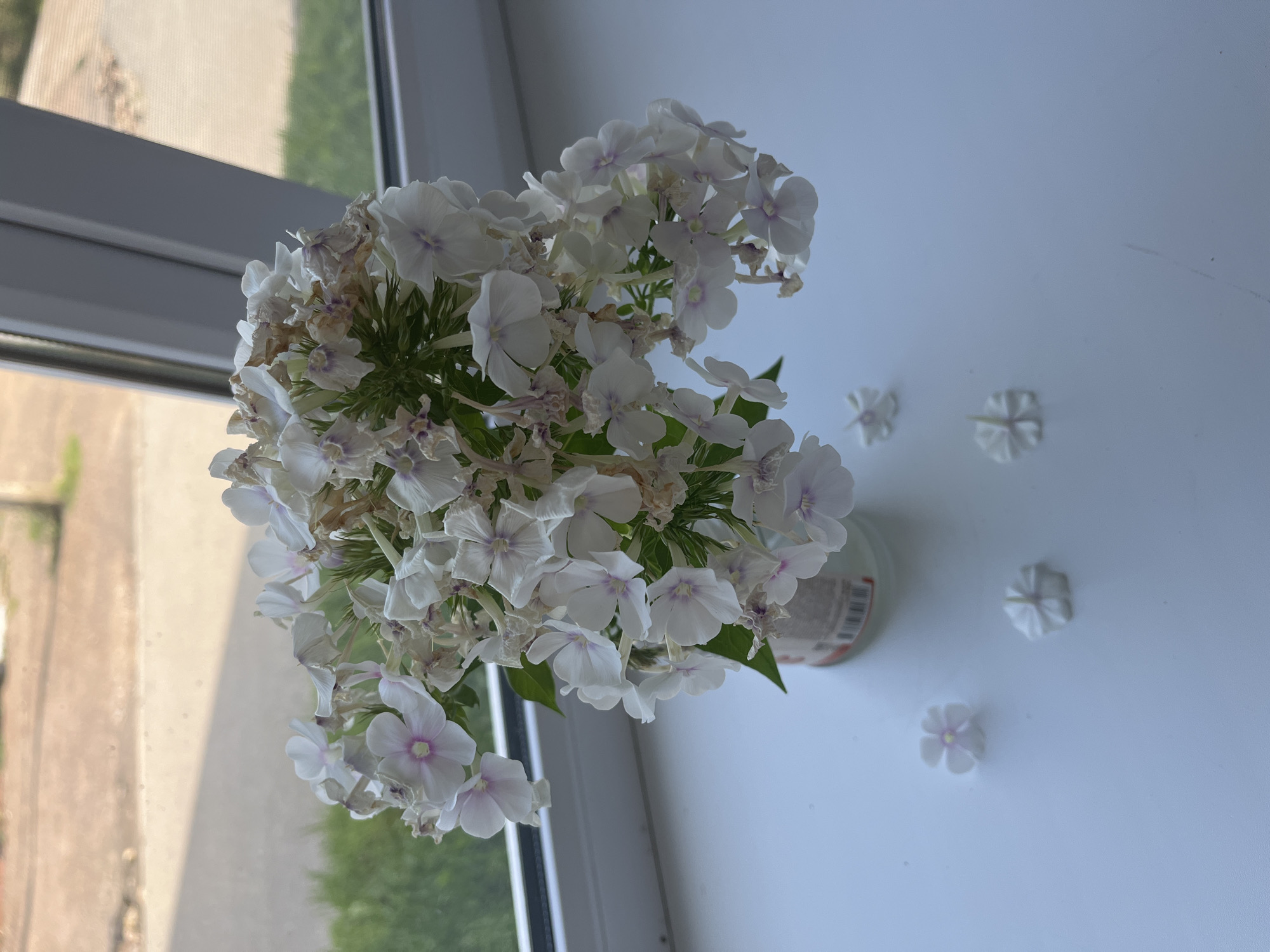 A bouquet of white phlox flowers is displayed in a clear container on a white windowsill. Some of the flowers have delicate pink centers. A few fallen petals are scattered on the windowsill around the bouquet. Through the window, a blurred background of greenery and pavement can be seen, suggesting an outdoor setting. The scene is illuminated by natural light. No people are present. The location is the city of Blagoveshchensk, Russia.