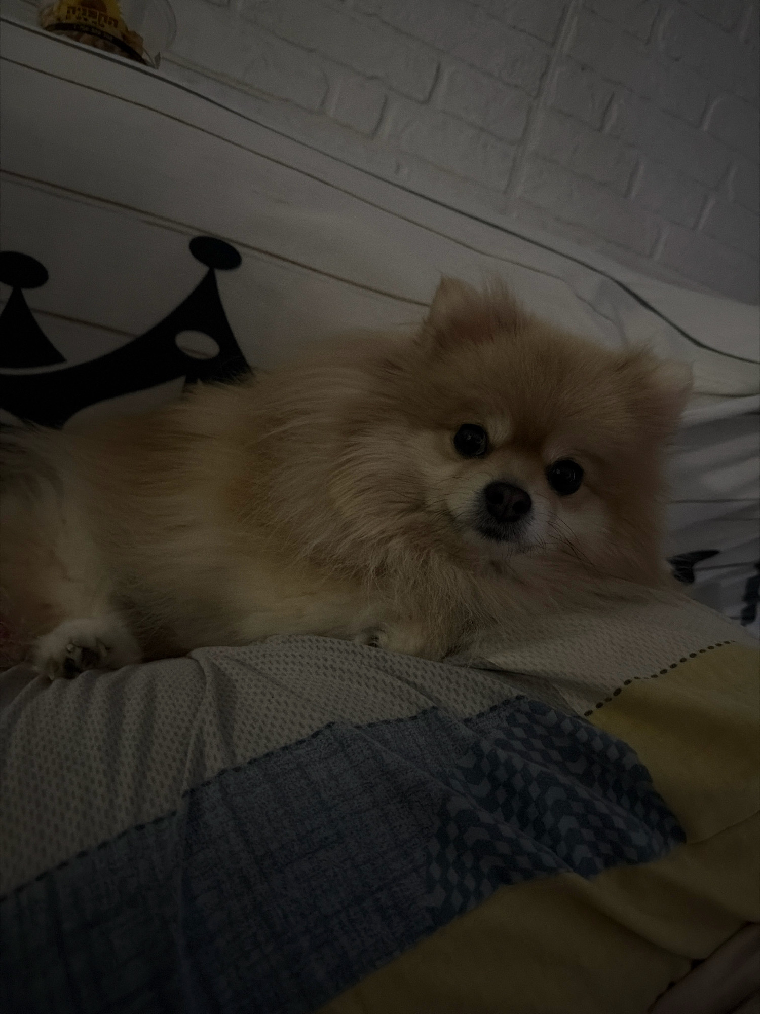 A tan Pomeranian dog lies on a bed. The dog is light tan in color with dark eyes and a dark nose. It is resting on a patterned blanket. The background includes a white brick wall and what appears to be a pillow with a crown design. The image is dark, suggesting it was taken at night or in low light conditions. No specific location in Tbilisi, Georgia, can be determined from the image alone.