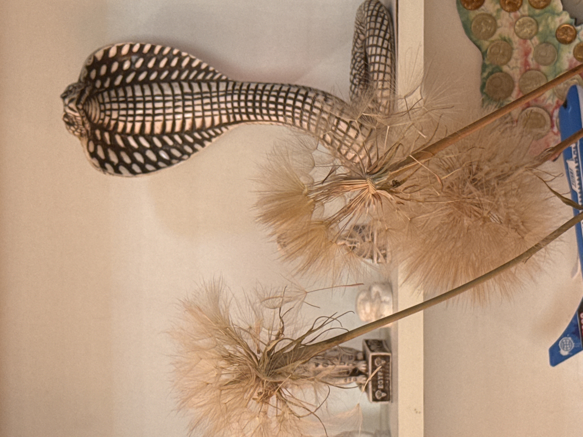 The image depicts a close-up shot of a shelf displaying various decorative items. In the center, a ceramic cobra figurine with black and white markings is prominently featured, its body coiled. To the left of the cobra, large, fluffy seed heads of a plant, possibly a dandelion or salsify, are in focus, obscuring some of the shelf's contents. Behind the seed heads, a small, square decorative item with the word "EGYPT" inscribed in its center is visible. Further to the left, a portion of a cat figurine can be seen. On the right side of the shelf, a collage of coins is partially visible, adhered to a colorful backing. In the lower part of the image, a blue toy airplane with white lettering is placed. The background is a plain, light-colored wall, suggesting an indoor setting. The lighting is soft and warm, casting gentle shadows. There are no people visible in the image. The location in Montana, Bulgaria is not discernible from the image content.