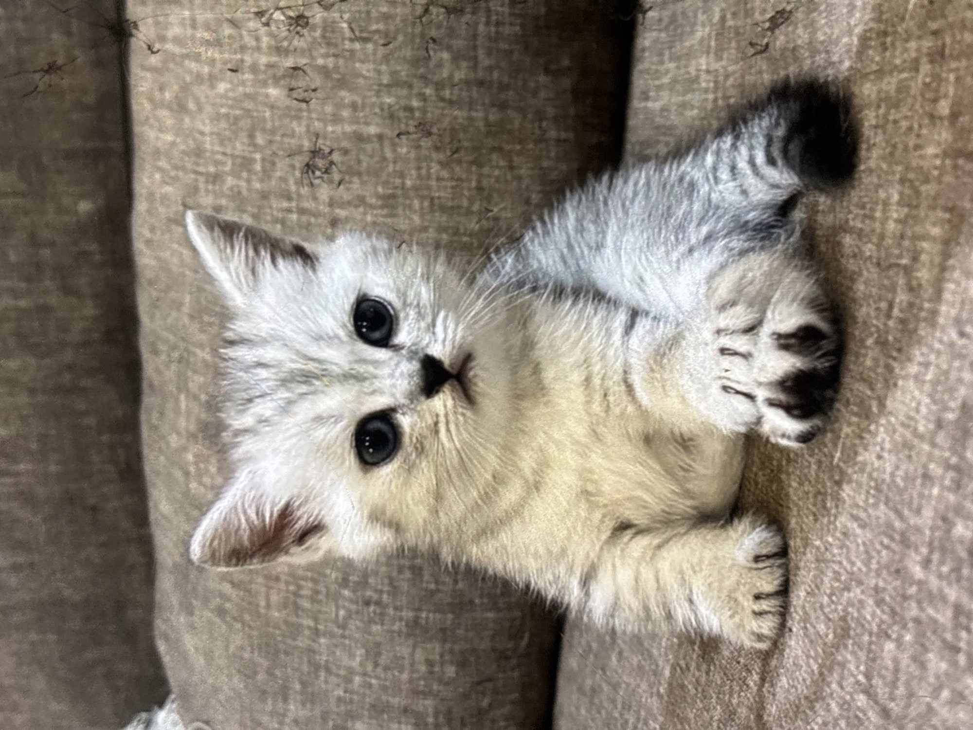 A young, light gray tabby kitten with blue eyes sits on a textured brown couch. The kitten's fur has darker gray tabby markings, particularly on its legs and tail. Its front paws are resting on the couch in front of it, with one paw slightly curled. The background is the same textured brown couch. There is no information available about the location in Orihuela, Spain.