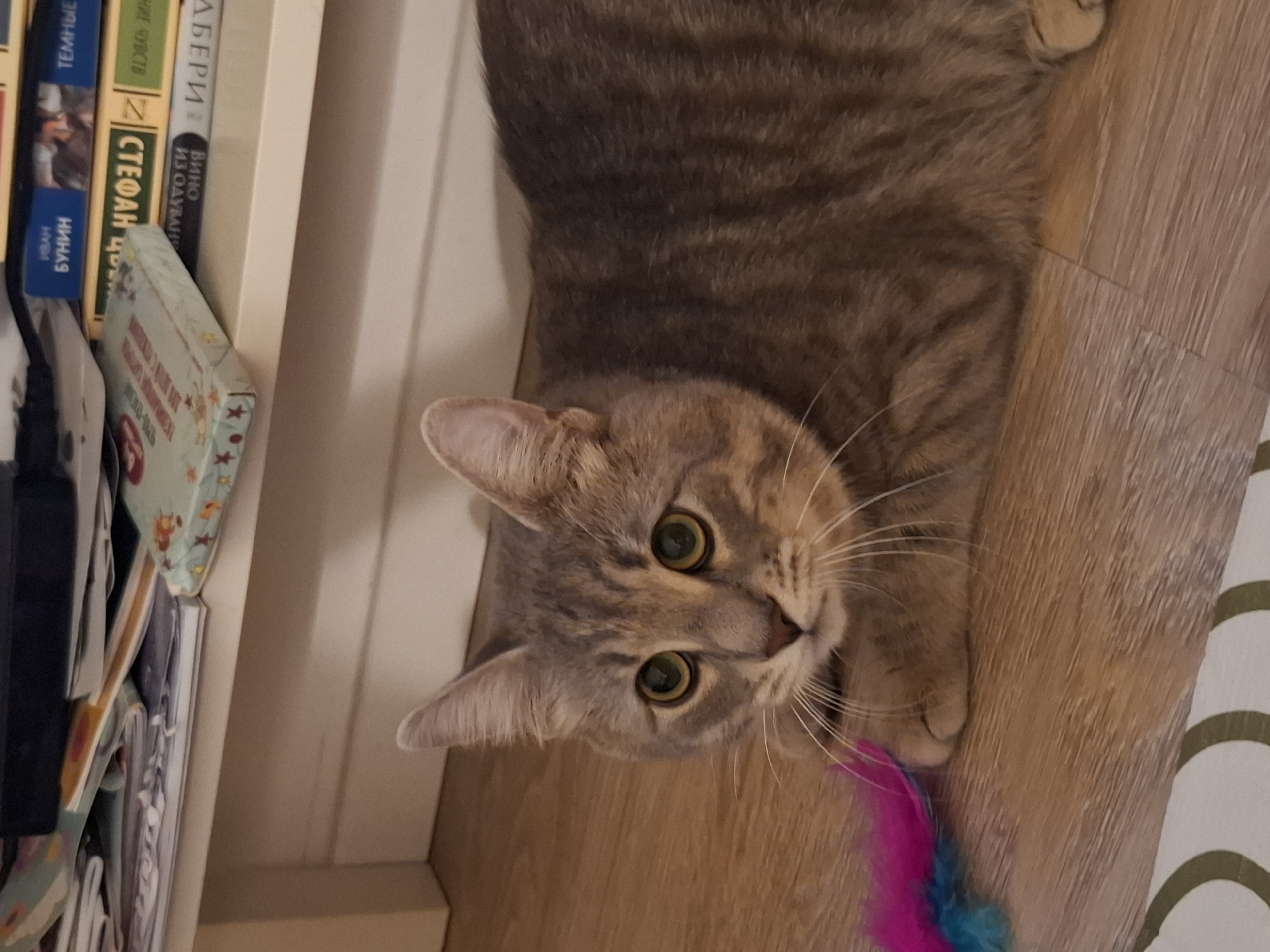 An adult tabby cat with green eyes is lying on a wooden floor in front of a bookshelf. The cat is looking directly at the camera, with its body partially obscured by the edge of a small, colorful toy feather. The bookshelf is filled with books, some of which are visible at the top of the image. The environment appears to be indoors.