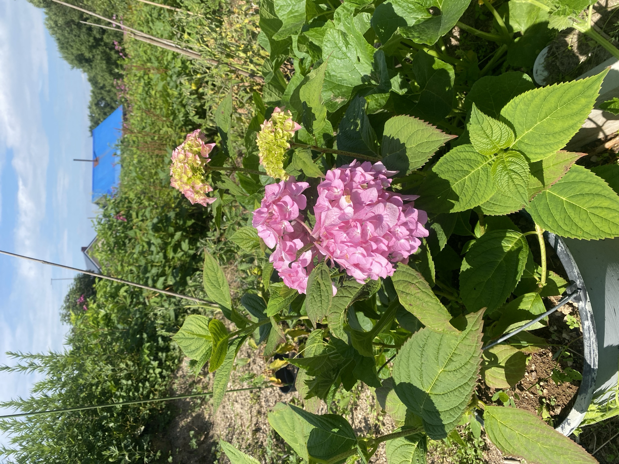The image shows a garden with pink hydrangeas in the foreground. The hydrangeas are in bloom, with large clusters of pink flowers. The leaves of the hydrangea plant are a vibrant green. In the background, there is lush vegetation, a building with a blue roof, and a clear blue sky with some clouds. The overall scene is bright and sunny, suggesting it is a warm day. The location is the city of Tret'ya Pad', Russia.