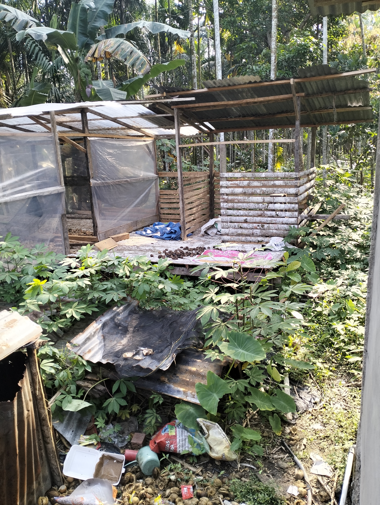 A rustic, open-sided structure with a corrugated metal roof stands amidst lush greenery. The structure is constructed from wood and has areas covered with transparent plastic sheeting. Inside, the floor is made of wooden planks, and various objects are scattered around, including a blue tarp, a pink mat, and a pile of dark, round objects that appear to be nuts or seeds. The surrounding environment is dense with vegetation, including large-leafed plants and tall trees, suggesting a tropical or subtropical location. Debris, including crumpled plastic bags and discarded metal sheeting, is visible in the foreground and around the base of the structure, indicating a somewhat unkempt state. The scene appears to be an outdoor area, possibly a storage shed or a shelter for agricultural purposes, within a rural or semi-rural setting in Mandala Jaya, Indonesia.