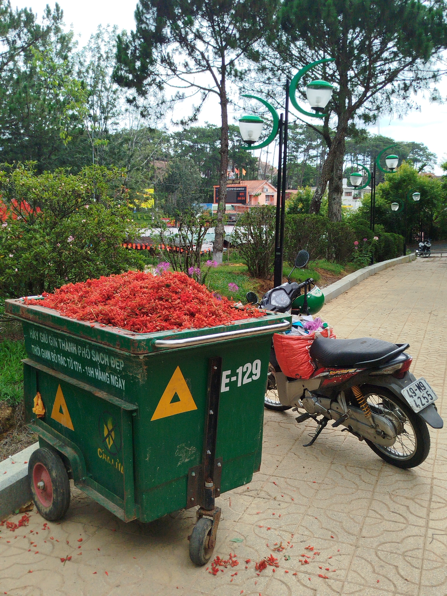 The image captures a scene in Da Lat, Vietnam. A green, wheeled trash container is overflowing with vibrant red flowers, possibly discarded after an event or pruning. The container bears yellow triangle symbols and the inscription "E-129" in white lettering. Text in Vietnamese also adorns the container, indicating trash collection times.
A motorcycle is parked beside the container, its license plate reading "49-M9 4255." A green helmet rests on the motorcycle.
The scene is set on a paved walkway lined with green vegetation, including bushes and trees. Streetlights with curved green metal supports stand along the walkway. In the background, buildings are visible, partially obscured by trees.