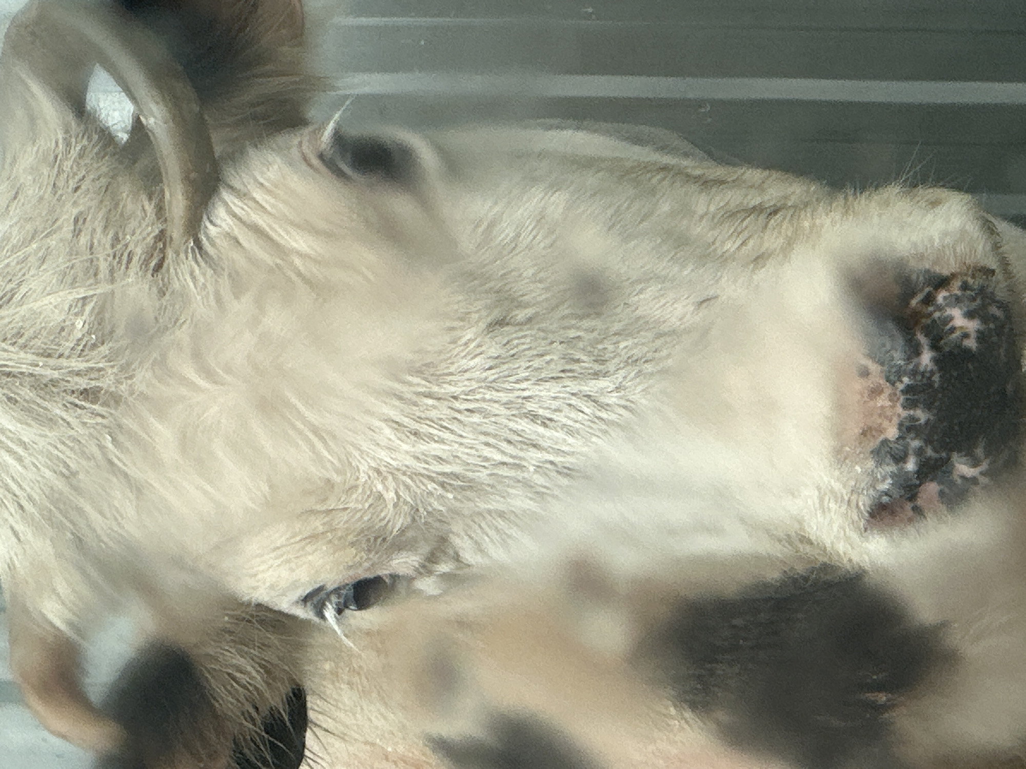 This is a close-up, head-on, eye-level shot of a cow's face, filling the entire frame. The cow has light-colored fur with brown and black patches. Its eyes are dark and appear to be looking directly at the camera. The cow has small horns curving upwards and back. The background is a blurry gray metal wall with vertical lines. The image is out of focus in some areas, particularly on the left side of the cow's face. There are no visible people or actions. The location in Urazovo, Russia is not discernible from the image itself.