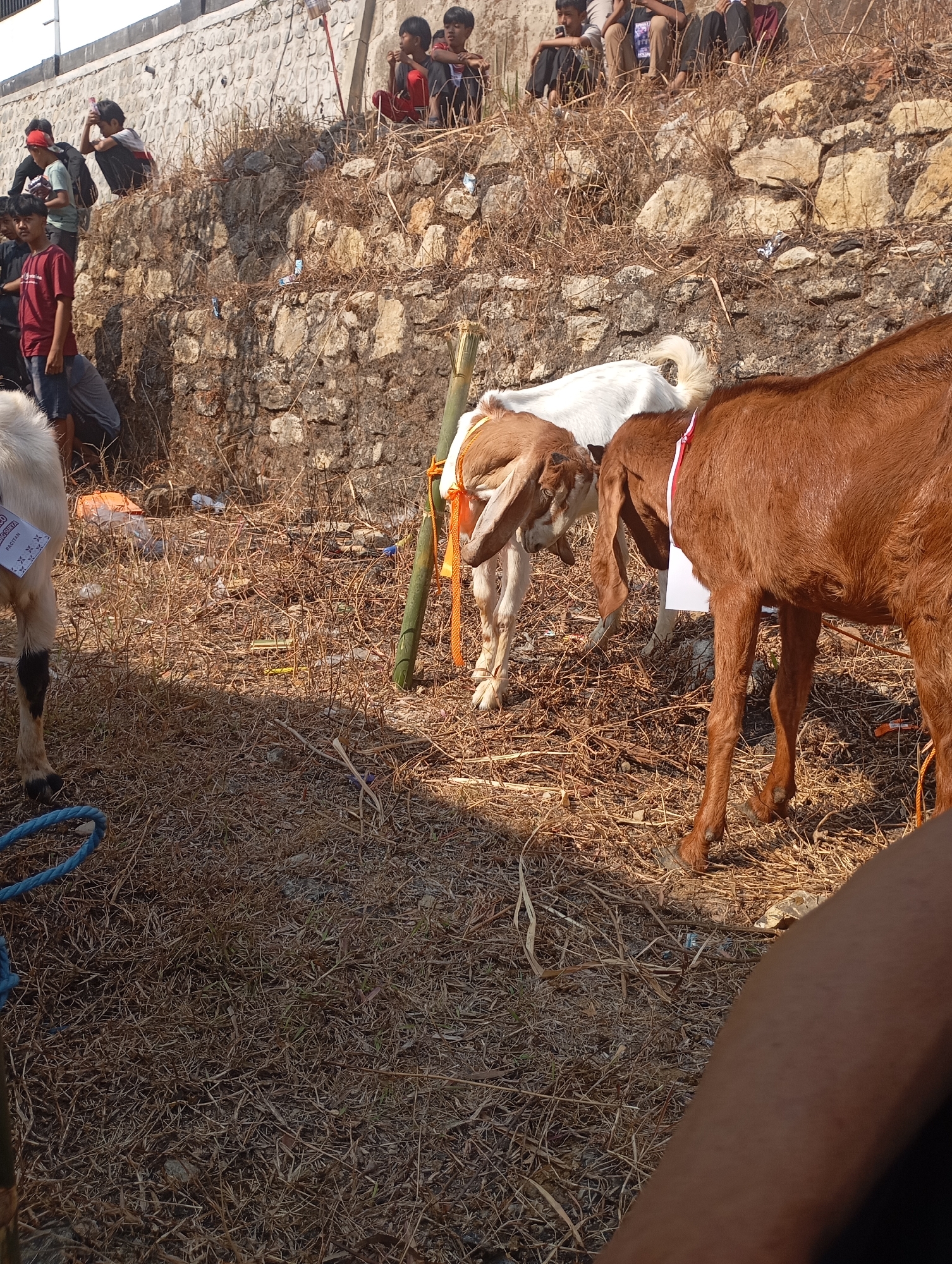 The image depicts an outdoor scene with several goats and a group of young people gathered. In the foreground, the backs of two goats are visible, one brown and one white. The brown goat has a red and white ribbon around its neck, and a white tag attached to its ear. The white goat is positioned behind the brown one. To the left, part of a white goat with black markings on its legs is visible, with a blue rope nearby. The ground is covered in dry grass and some debris. Behind the goats, a stone wall runs horizontally across the image, with more dry grass and rocks at its base. A group of boys and young men are seated and standing on top of the stone wall, looking towards the goats or in other directions. Some are wearing casual clothing, including t-shirts and shorts. The scene appears to be in a somewhat rural or informal setting, possibly a marketplace or gathering area. The overall lighting suggests it is daytime. The provided information indicates the location is Ketepung, Indonesia.